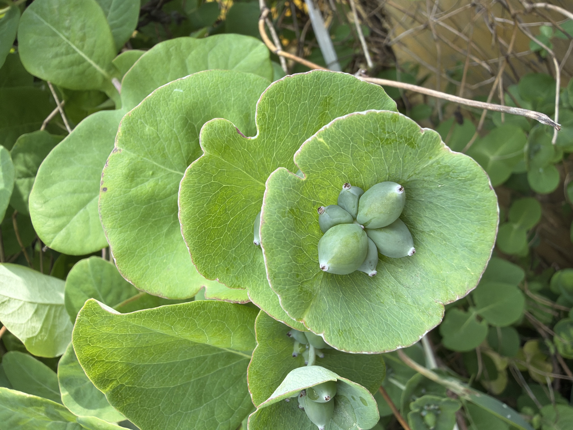 An overhead, close-up shot shows several clusters of immature green berries, each with a tiny brown tip, nestled in the center of large, light green, heart-shaped leaves. The leaves have prominent veins and slightly rolled edges, with some appearing to be tinged with a reddish-brown. The berries are grouped in clusters of three to five. The plant appears to be a vine, with other green leaves visible in the background, along with some dried stems and a blurred chain-link fence. The lighting suggests an outdoor, natural environment, possibly in a garden or naturalized area. There are no people or animals visible in the image.