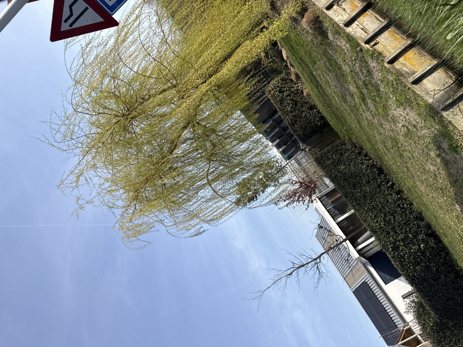 This image captures an outdoor scene in 's-Gravenzande, Netherlands, under clear daylight, viewed from a low, upward-angled perspective with a clockwise tilt. The sky is bright blue with a single, faint white contrail visible in the upper left quadrant. A large weeping willow tree, distinguished by its light green, nascent foliage indicative of early spring, dominates the right half of the frame. In the upper right corner, a red-bordered triangular road sign with a black symbol depicting a narrowing road (likely a "road narrows" warning sign) is partially visible, along with a fragment of a blue rectangular sign below it.
Below the willow tree and extending across the middle ground is a dense, dark green hedge. Behind the hedge on the left, a modern, light-colored building with a sloped, ridged roof is visible. The roof features multiple dark rectangular solar panels on its left side. Large reflective window sections are present on the building's facade. A small, bare deciduous tree with dark branches stands in front of the building's left side. Further to the left, a portion of a wooden outdoor structure is faintly visible.
The foreground consists of a grassy area, interspersed with patches of drier soil and minor vegetation. Along the bottom right, a concrete border or curb with several regularly spaced, weathered wooden posts is present. Yellow lichen growth is visible on the concrete and some of the posts. No people or animals are visible in the scene.