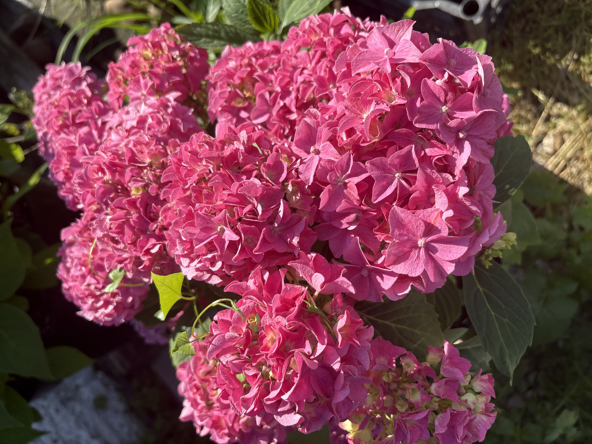 In the city of Sulmash, Russia, a close-up, high-angle shot captures a cluster of vibrant pink hydrangeas in bloom. The flowers dominate the frame, with their dense, rounded flower heads composed of numerous small, ruffled petals. Sunlight illuminates the blossoms, creating highlights and shadows that accentuate their texture and form. Some of the petals exhibit a slight fading towards a lighter pink or yellowish hue at their tips. Green leaves are visible interspersed among the flowers, providing a contrast in color and texture. The background is softly blurred, hinting at an outdoor setting with hints of darker foliage and sun-dappled ground, possibly indicating a garden or natural landscape.