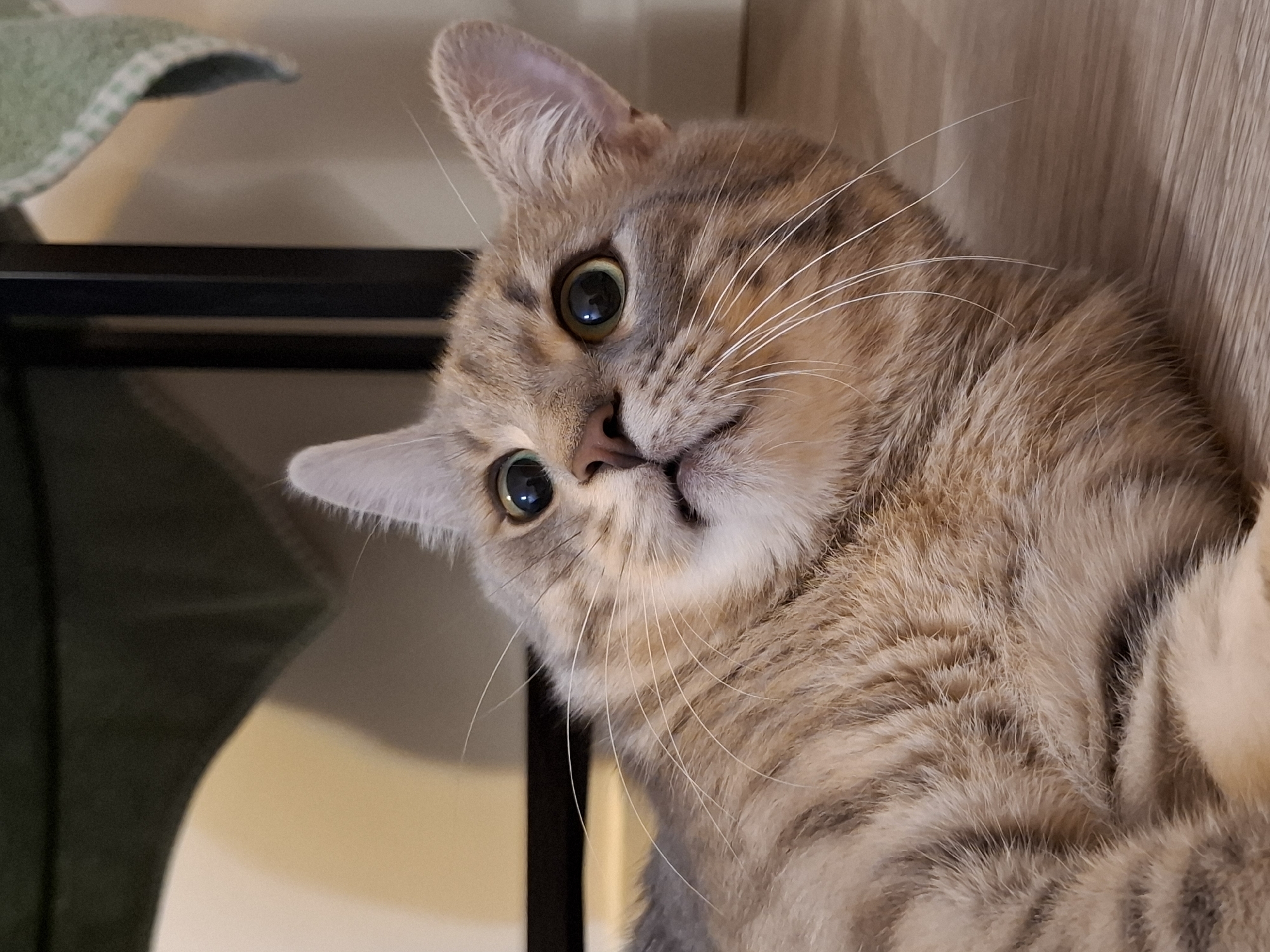 A close-up, eye-level shot captures a tabby cat lying on a light-colored wooden floor. The cat is facing towards the right, with its head tilted upwards and to the left, looking at something off-camera. Its eyes are wide open, with pupils dilated, and its mouth is slightly open, giving it a surprised or alert expression. The cat's fur is a mix of brown, gray, and cream tabby markings. Its long white whiskers are prominently displayed. In the background, a dark, vertical object, likely part of furniture, stands behind the cat. A soft green fabric with a white trim is draped over this object. The lighting is soft and warm, creating a gentle illumination on the cat's face and fur.