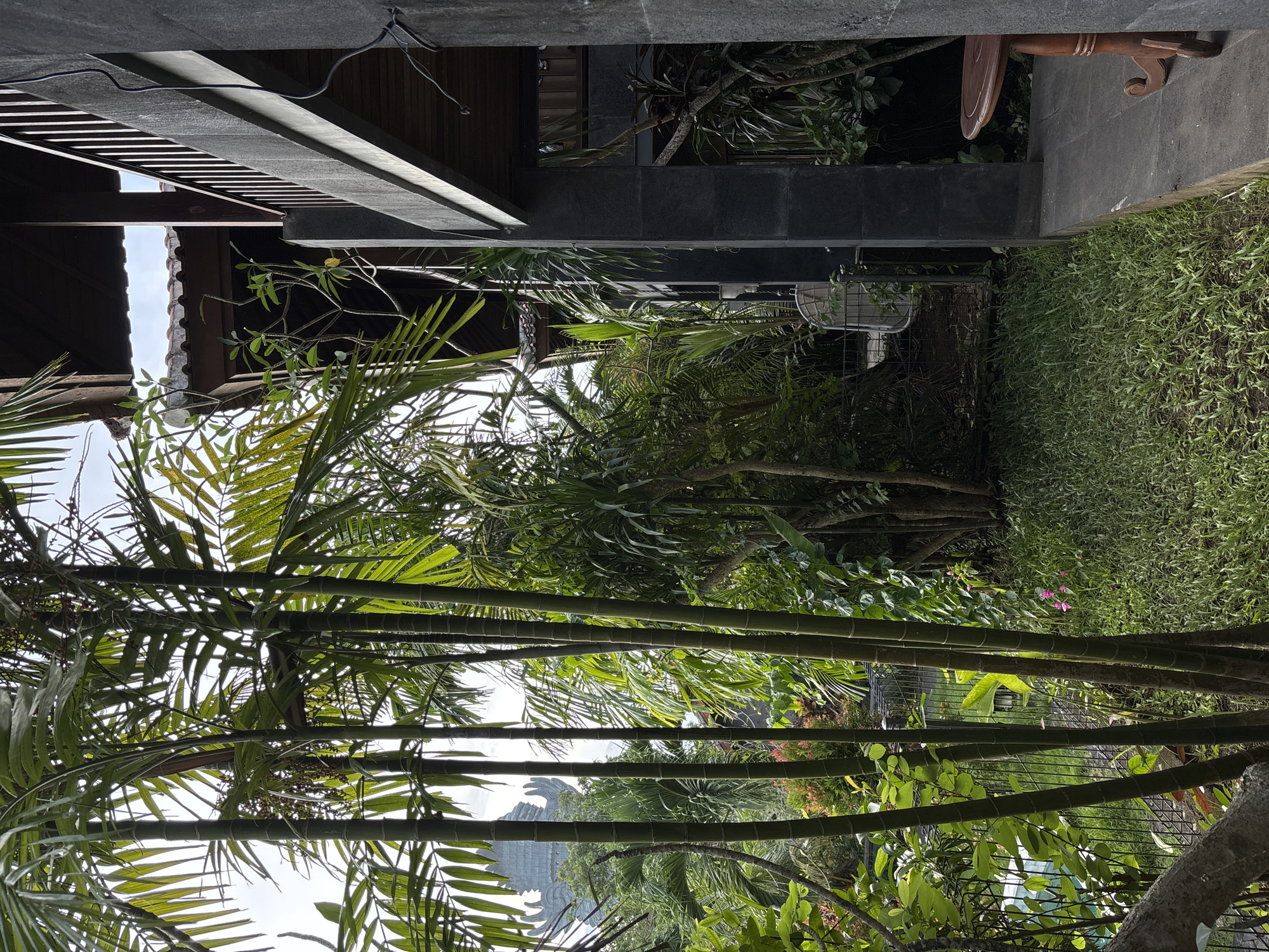 This image captures a vibrant, tropical outdoor scene, likely taken from under an overhang or porch, looking out into a lush garden and beyond. The perspective is from a low angle, emphasizing the overhead structures and the dense foliage.
In the immediate foreground, several tall, slender bamboo stalks rise vertically, their segmented green shafts creating a natural screen. Large, fan-like fronds of palm trees, also in the foreground and midground, contribute to the dense green canopy, with sunlight filtering through them, creating bright highlights and shadows.
Overhead, parts of an architectural structure are visible: a dark, possibly concrete or metal beam runs across the top, with electrical wires attached. Below it, a slatted wooden ceiling or railing is seen, and further down, the edge of a traditional reddish-brown tiled roof is partially revealed against a bright, overcast sky.
The midground features more tropical vegetation, including various leafy trees and shrubs. A dark grey, block-textured wall or planter runs horizontally across the scene, separating a well-maintained patch of green grass on the right. Partially visible above this wall, on the far right, is the ornate, carved wooden leg of a table. In the distance, through the foliage, what appears to be a white metal fan or cage is dimly discernible.
In the background, nestled among the distant trees, a significant man-made structure emerges: a large, grey, and highly detailed statue. This monumental figure, with its intricate carving, appears to be a cultural or religious landmark, likely the Garuda Wisnu Kencana (GWK) statue, given the Kuta Selatan, Indonesia, context.
The scene is bathed in bright daylight, suggesting a clear day. No specific human activity is depicted, but the well-maintained garden and visible architectural elements imply a residential or resort setting. There is no visible text in the image.