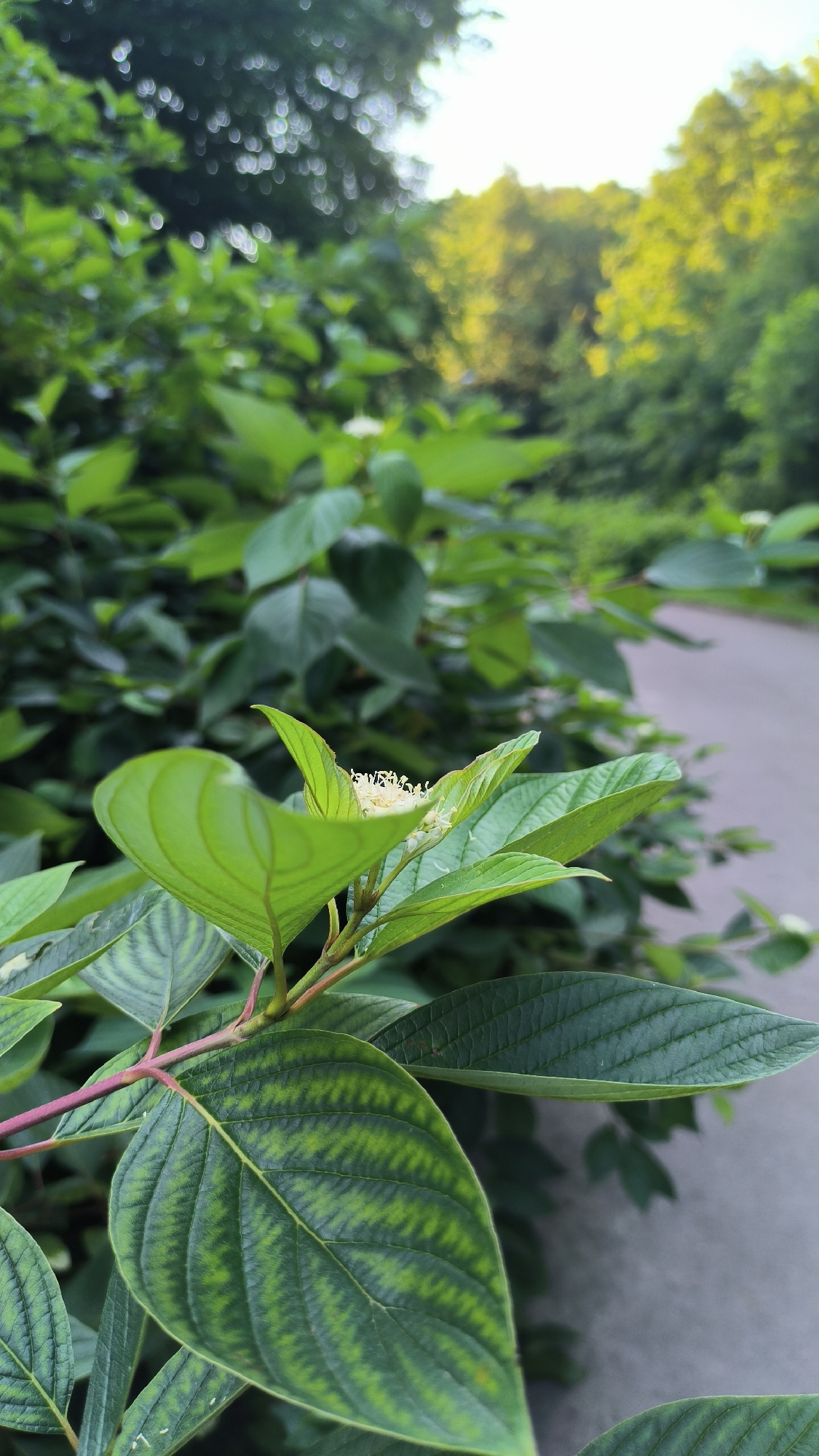 The image shows a close-up of lush green foliage bordering a paved pathway. The leaves are vibrant green, with some exhibiting a striking pattern of lighter green veins. In the foreground, a small cluster of delicate white flowers can be seen on a stem. The background is softly blurred, revealing more greenery and the dappled sunlight filtering through trees, suggesting an outdoor setting likely in a park or a residential area within the city of Lviv, Ukraine. The pathway appears to be a walking or cycling path, devoid of any people or vehicles. The overall impression is one of natural beauty and tranquility.