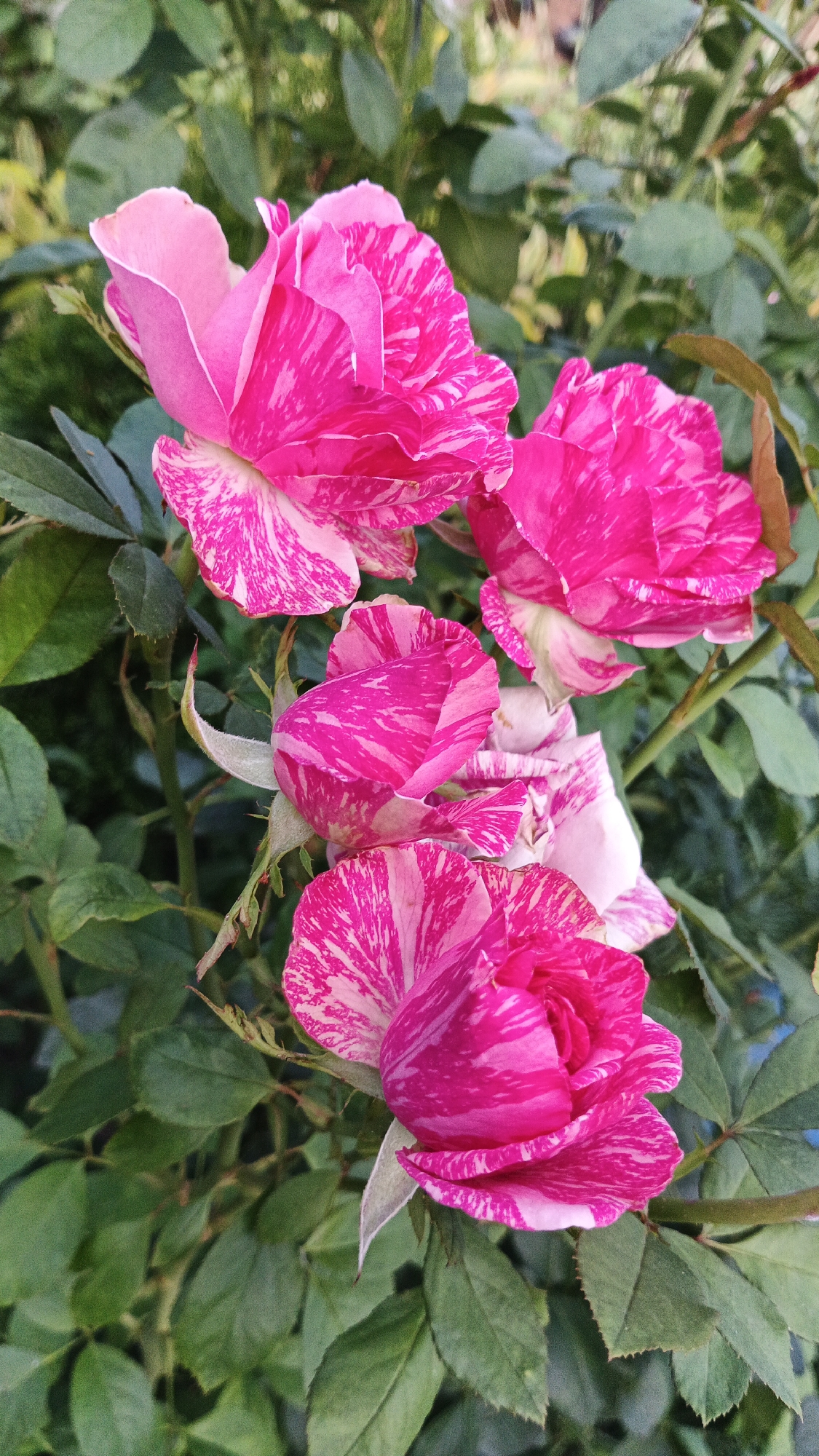 A close-up, vertical shot captures a cluster of four variegated pink and white roses against a backdrop of lush green foliage. The roses are in various stages of bloom, with some fully open and others still budding. Their petals display a striking pattern of deep pink stripes and splashes against a lighter pink or white base. The leaves are a deep green, providing a rich contrast to the vibrant colors of the flowers. The overall scene suggests a garden setting. The image location is not specified in Kryvyi Rih, Ukraine.