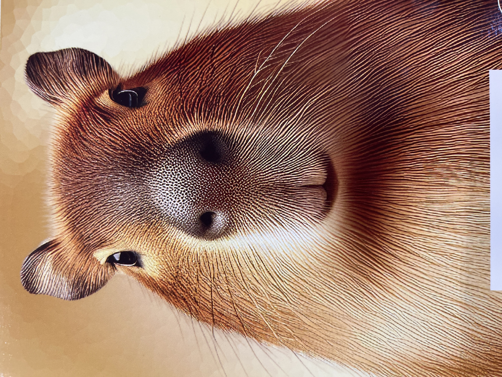 This is a close-up, head-on portrait of a capybara, with its snout and ears prominently featured. The capybara's fur is detailed, showing individual strands of brown and tan. The background is a soft, warm gradient of beige and light brown. There is no discernible connection to the city of Kharkiv, Ukraine, in this image.