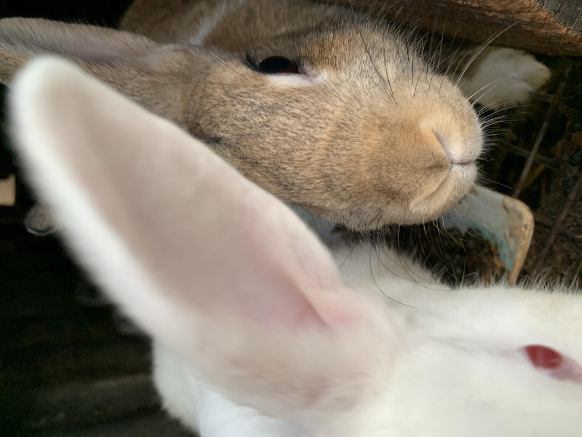 The image is a close-up shot of two rabbits, one white and one brown, in an outdoor enclosure. The white rabbit is on the left, with its large ear dominating the foreground, obscuring much of its face except for a visible red eye. The brown rabbit is on the right, facing the camera. Its nose, eye, and part of its face are visible, with its fur appearing textured and brown with some lighter markings. The background is dark and appears to be the interior of a cage or hutch, with some straw or bedding visible on the ground. A small section of a light blue object is also visible in the lower center of the image. The image appears to be taken in Jos, Nigeria, given the provided context.