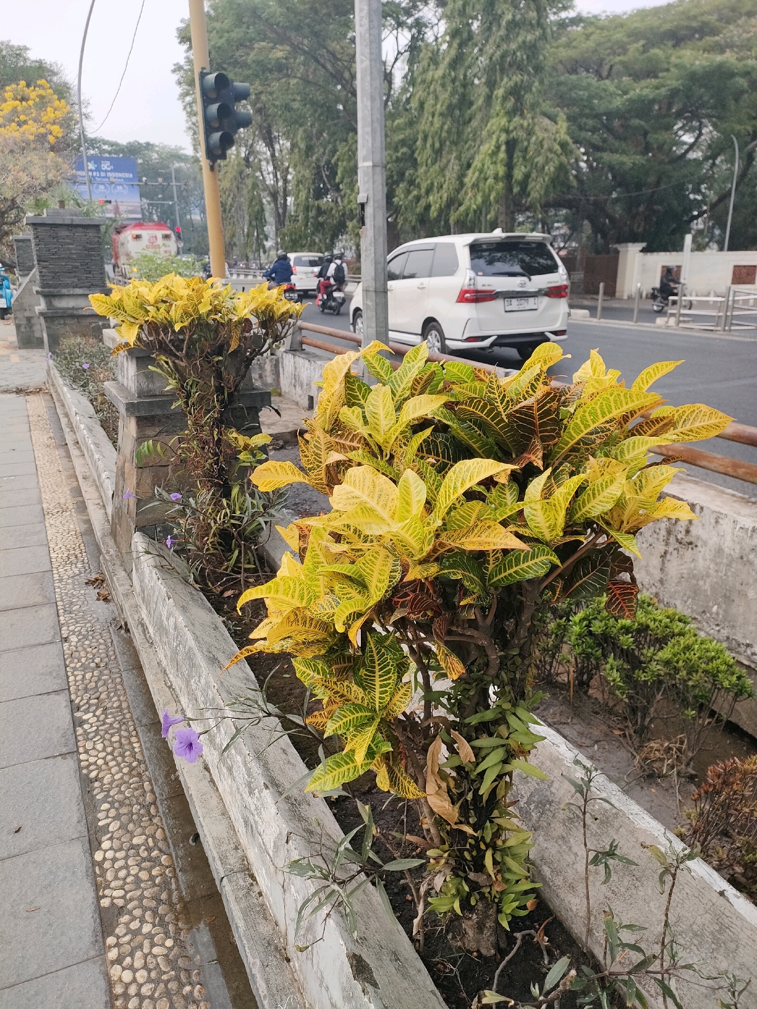 This is a medium-angle shot of a city sidewalk and road in Banjarmasin, Indonesia, with a focus on ornamental plants. The sidewalk is paved with gray square tiles and a decorative border of small, smooth, light-colored pebbles. A concrete planter box runs along the edge of the sidewalk, containing several plants. The most prominent are Croton plants with vibrant yellow and green variegated leaves, and some darker brown and red markings. There are also smaller, leafy green plants and a few small purple flowers. A concrete wall with a textured, weathered finish borders the planter box.
Beyond the planter box is a paved road with light traffic. A white minivan is stopped in the middle lane, and a motorcycle with two riders is in the right lane. In the background, a traffic light on a yellow pole is visible, along with a red and white truck. Trees with dense green foliage line the far side of the road, and some yellow flowers are visible on a tree to the left. The sky is overcast. The scene appears to be a typical urban streetscape.
