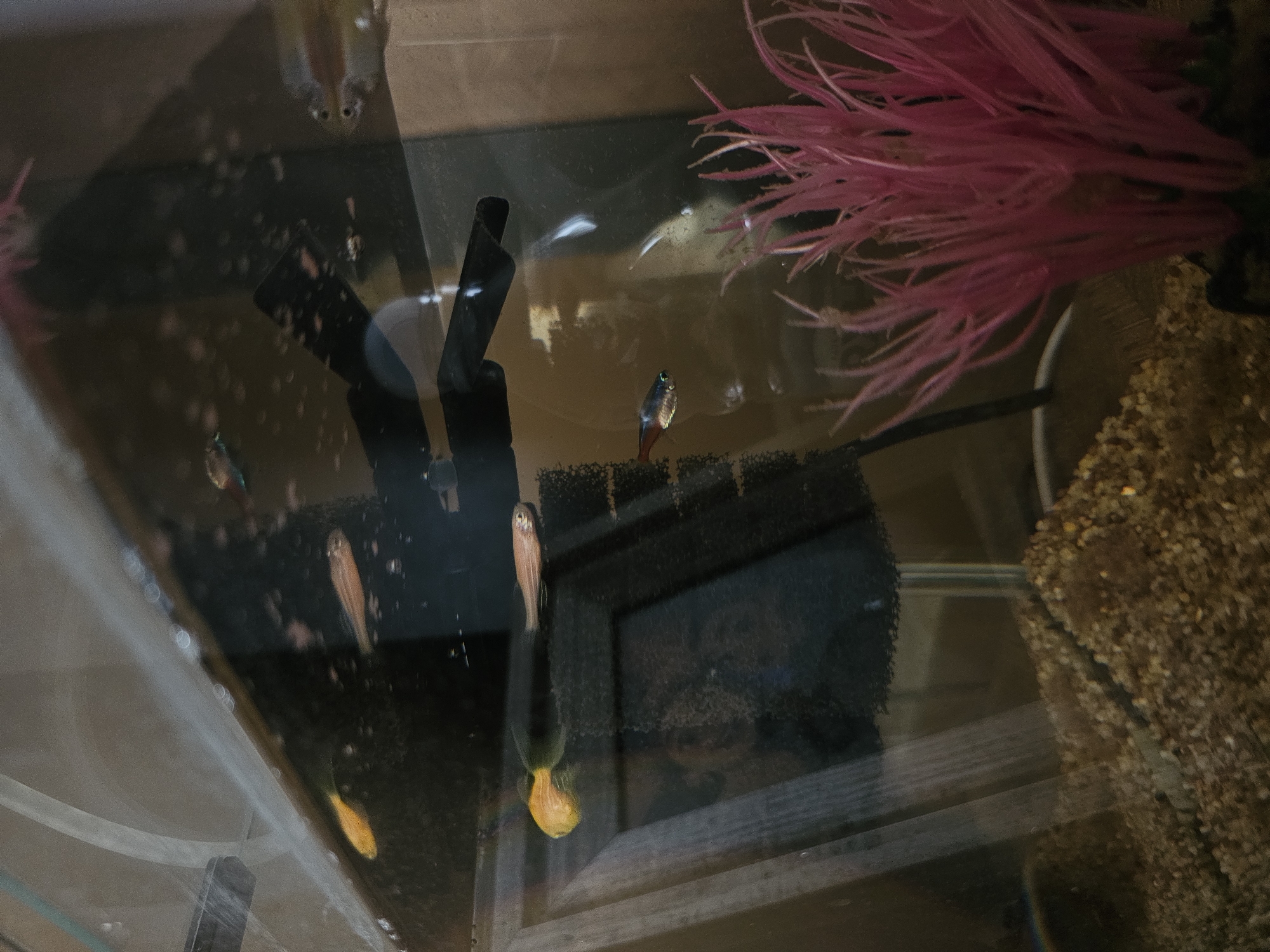 The image shows an aquarium. Several small fish are visible, including guppies with orange or yellow tails. A black filter is positioned in the center of the tank. A pink plastic plant sits in the upper right corner, near the gravel substrate. There are no people visible. The image does not contain any information related to the city of Krasnovo, Bulgaria, or any specific geographic location.