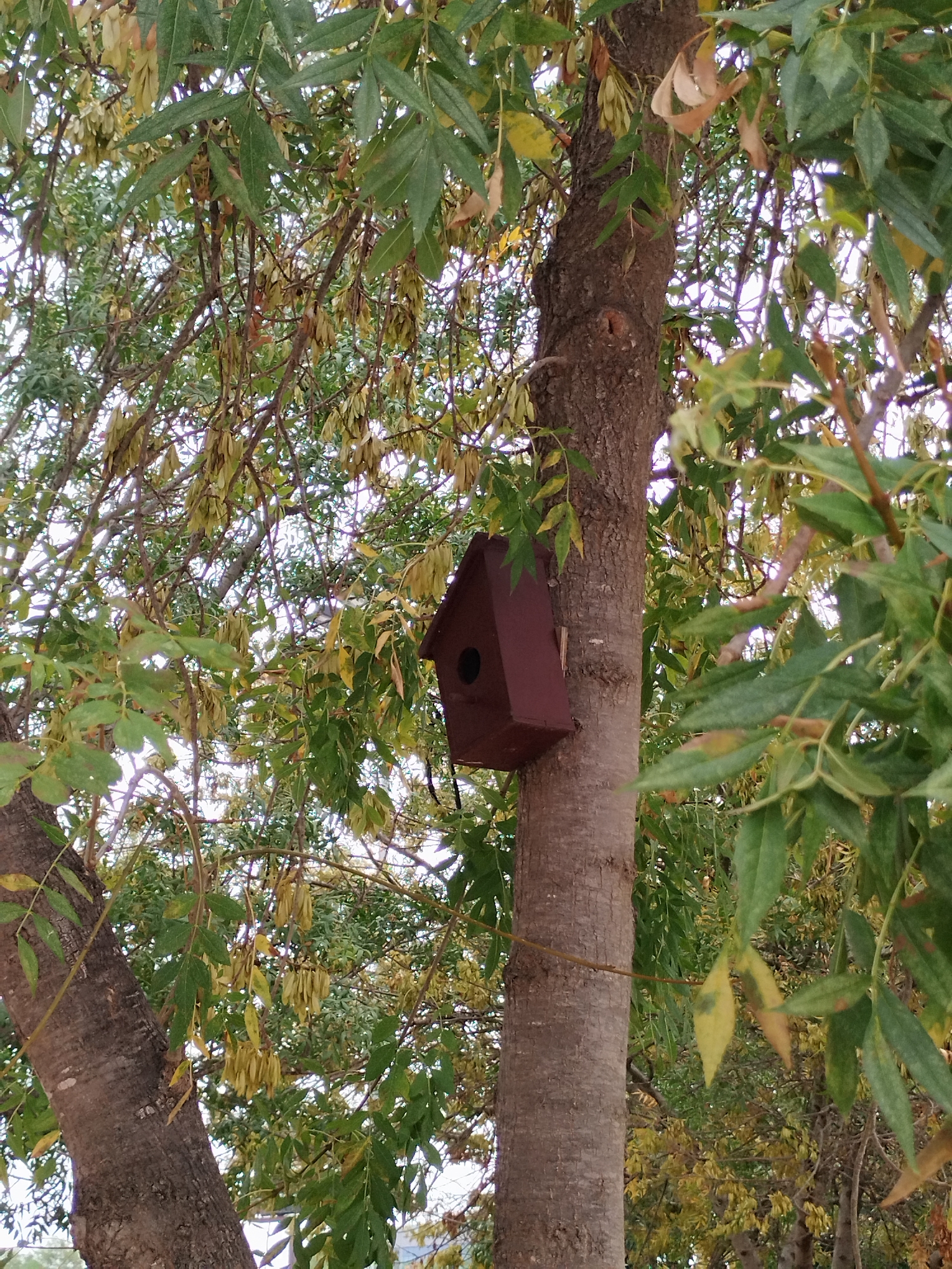 The image shows a brown birdhouse attached to the trunk of a tree. The tree has green and yellow leaves and is surrounded by other trees and foliage. The scene appears to be outdoors, possibly in a park or residential area. No people or animals are visible. The specific location in the city of Sant Cugat del Vallès, Spain, is not discernible from the image.