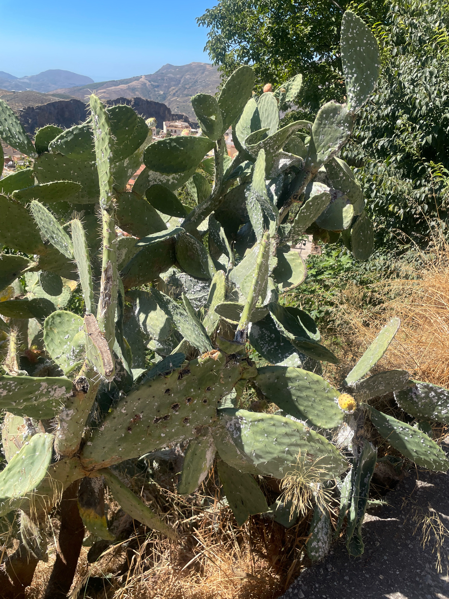 The image shows a close-up view of a prickly pear cactus plant in Lanjarón, Spain. The cactus is large and has many flat, green pads covered in spines. Some pads also have white, powdery spots, possibly indicating mealybugs. There are a few small, orange fruits visible on the plant. In the background, a hillside with buildings and mountains can be seen under a clear blue sky. Dry, straw-like grass is present around the base of the cactus. The overall scene is outdoors and appears to be during the daytime.