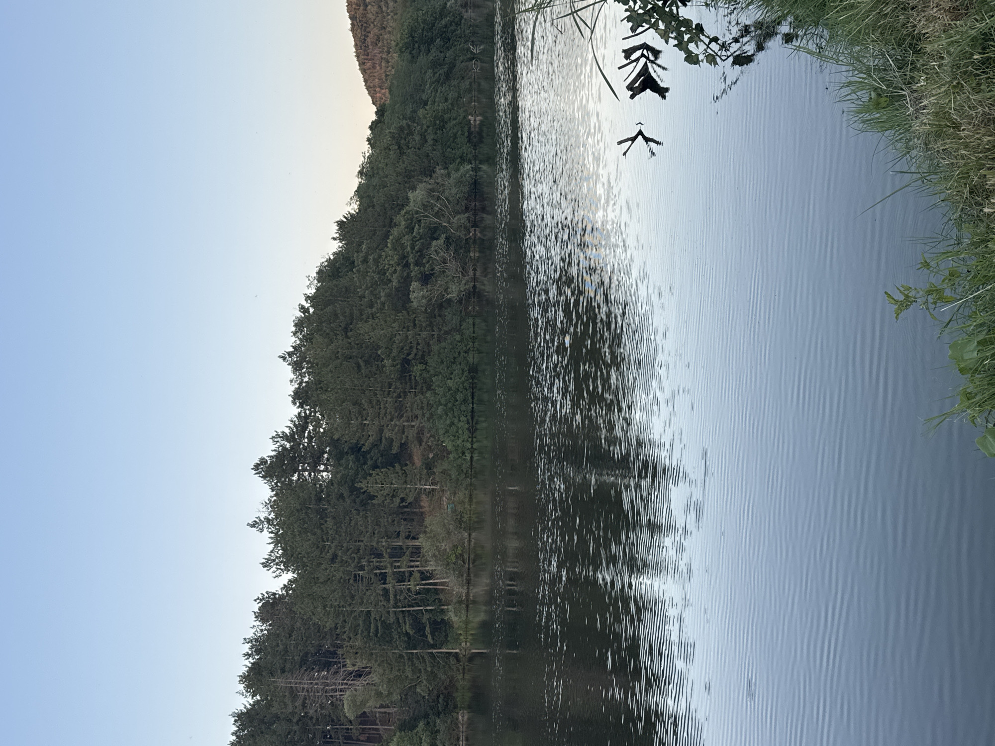 This is a landscape photograph of a lake with a forest on the opposite bank and a clear sky above. The water is calm with ripples and reflects the trees and the sky. Several pieces of driftwood are visible in the water near the right bank. The shoreline on the right is lined with grass and some vegetation. In the distance, a hillside covered in trees is visible. The overall impression is one of a peaceful natural setting. The location is the lake in Slavovitsa, Bulgaria.