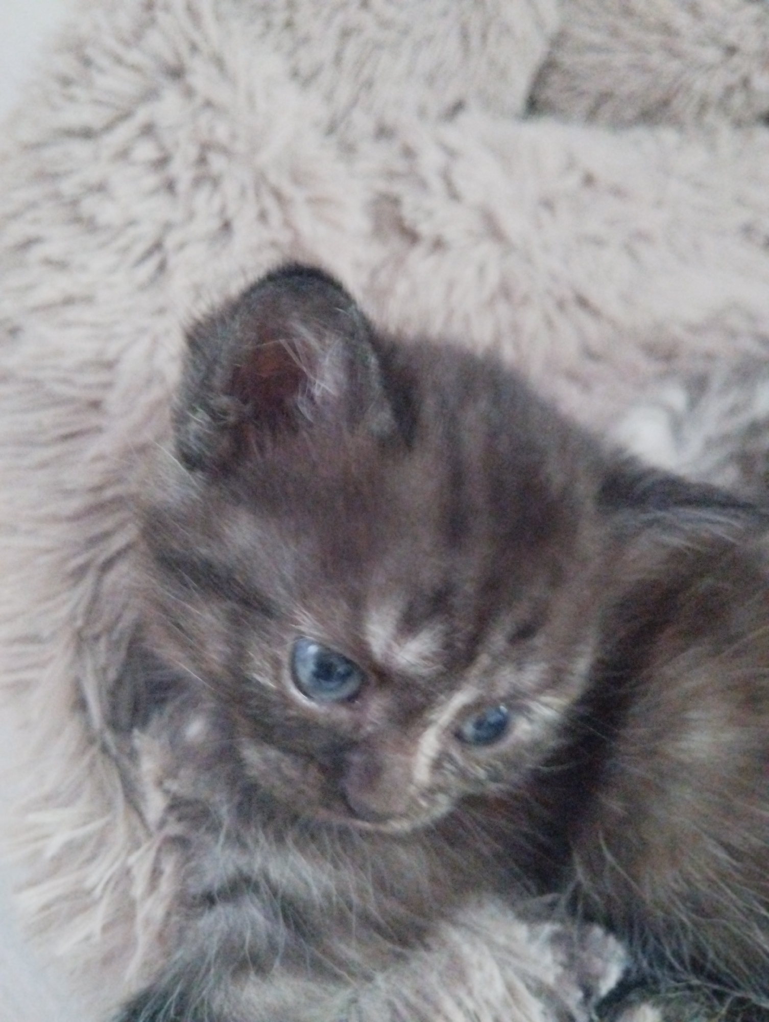 A close-up shot shows a small, dark gray and tan tabby kitten with blue eyes. The kitten is nestled against a soft, light gray faux fur material. The kitten's head is tilted slightly downward and to the left. The location of the photo is not discernible.