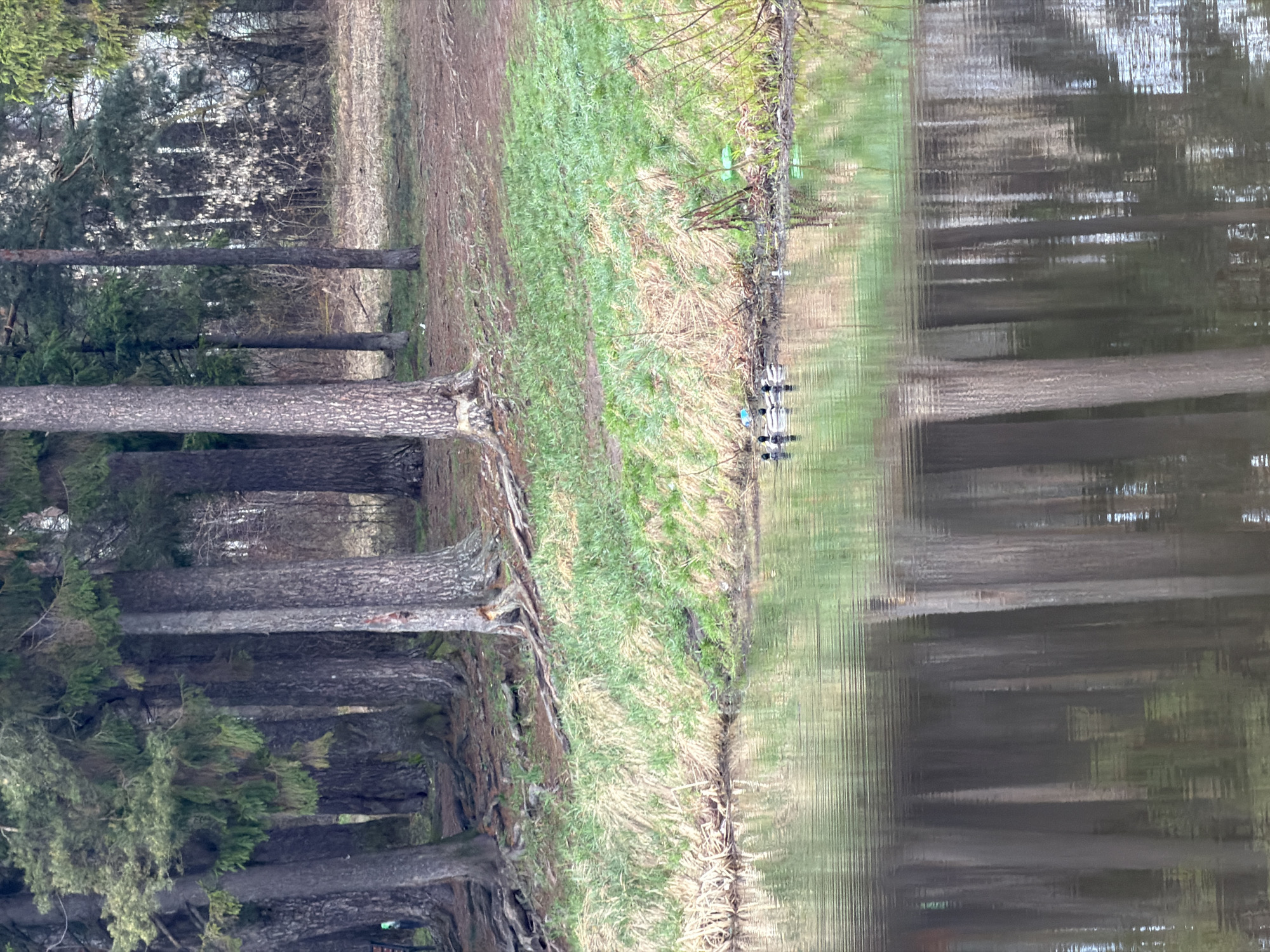 The image depicts a wooded area, likely a forest or park bordering a body of water. Tree trunks are visible on the left side, both upright and reflected in the water on the right. Between the trees and the water is a grassy bank or shore. There are indistinct objects along the edge of the water, appearing as both real objects and their reflection. The exact location in Chaikovsky, Russia cannot be identified from the image alone, and no people, specific actions, or interactions are observed.