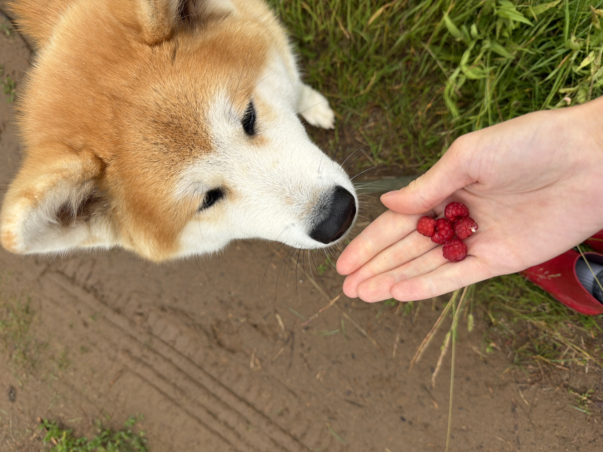 An Akita dog with tan and white fur is looking down at a human hand holding several ripe raspberries. The hand and raspberries are in the foreground, with the dog's head filling the upper right portion of the frame. The background consists of a dirt path with tire tracks, green grass, and some dry vegetation. The setting appears to be outdoors, possibly in a park or rural area, consistent with locations in Chaikovsky, Russia.