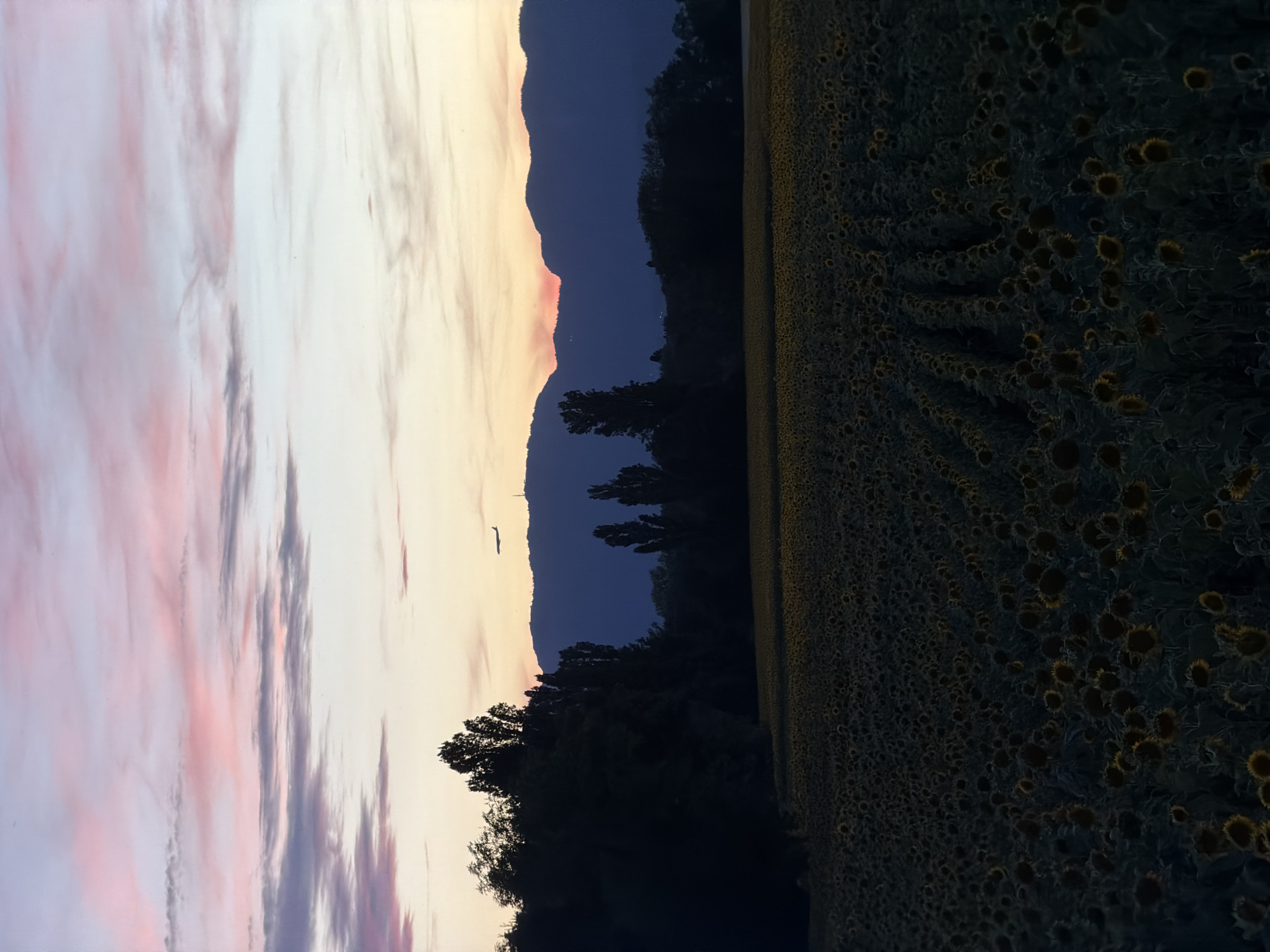 The image shows a panoramic view of a sunflower field at dusk, with the silhouette of mountains in the background. A plane is visible in the sky, and the sunset casts a soft glow over the scene. The location is the commune of Veigy-Foncenex, France. The image is a still photograph, and there are no people or animals visible. The environment is rural, with a focus on the natural landscape.