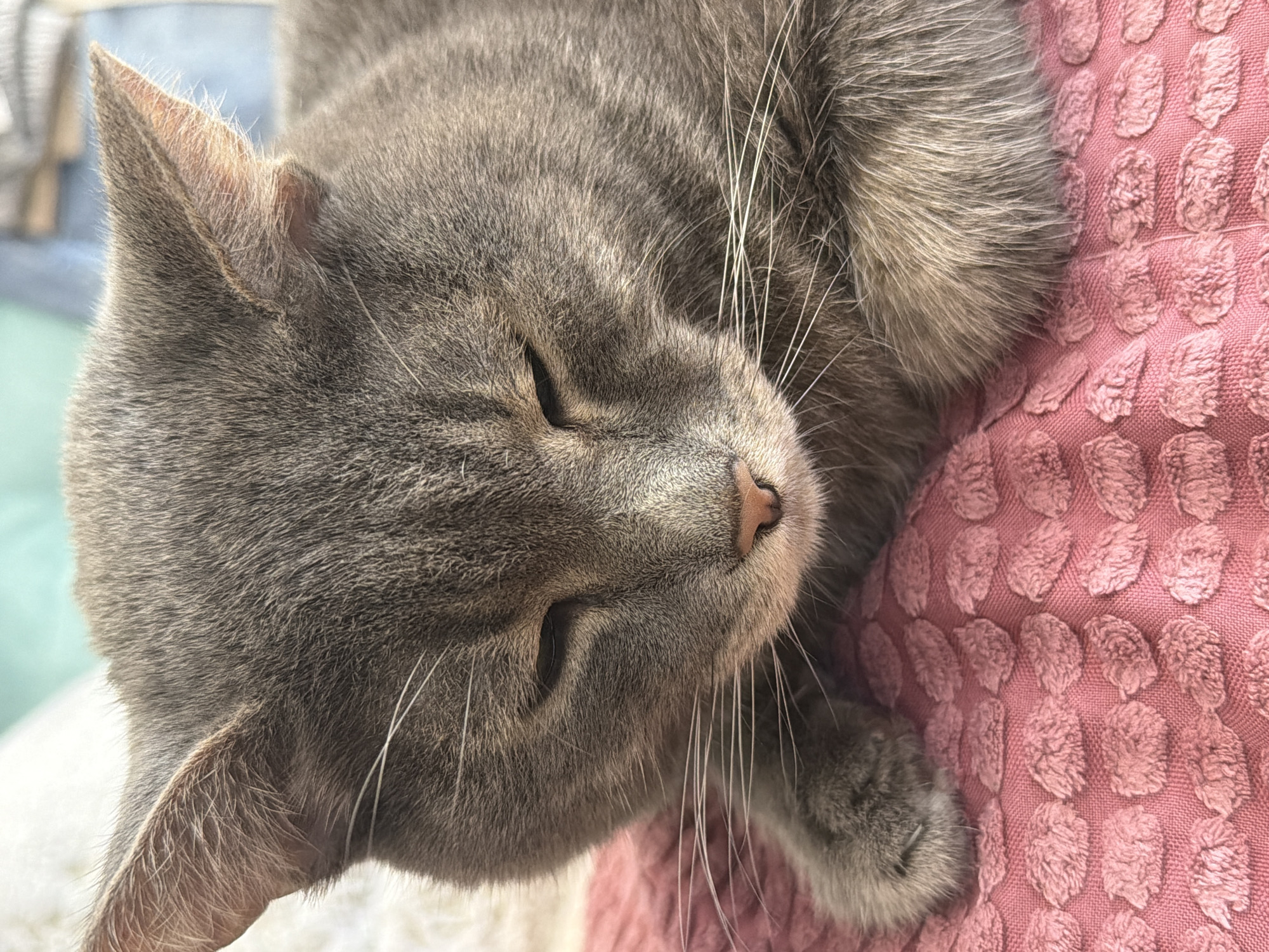 The image is a close-up, eye-level, vertical shot of a gray cat resting on a pink textured surface. The cat is facing downwards and to the right, with its eyes mostly closed. Its fur is short and gray with subtle tabby markings. Long, white whiskers fan out from its muzzle. The pink surface beneath the cat has a raised, circular pattern. The background is blurred and appears to be a light-colored fabric on the left and a blue surface on the right. There is no discernible information in the image that can be used to determine its location in Solikamsk, Russia, or any specific city.