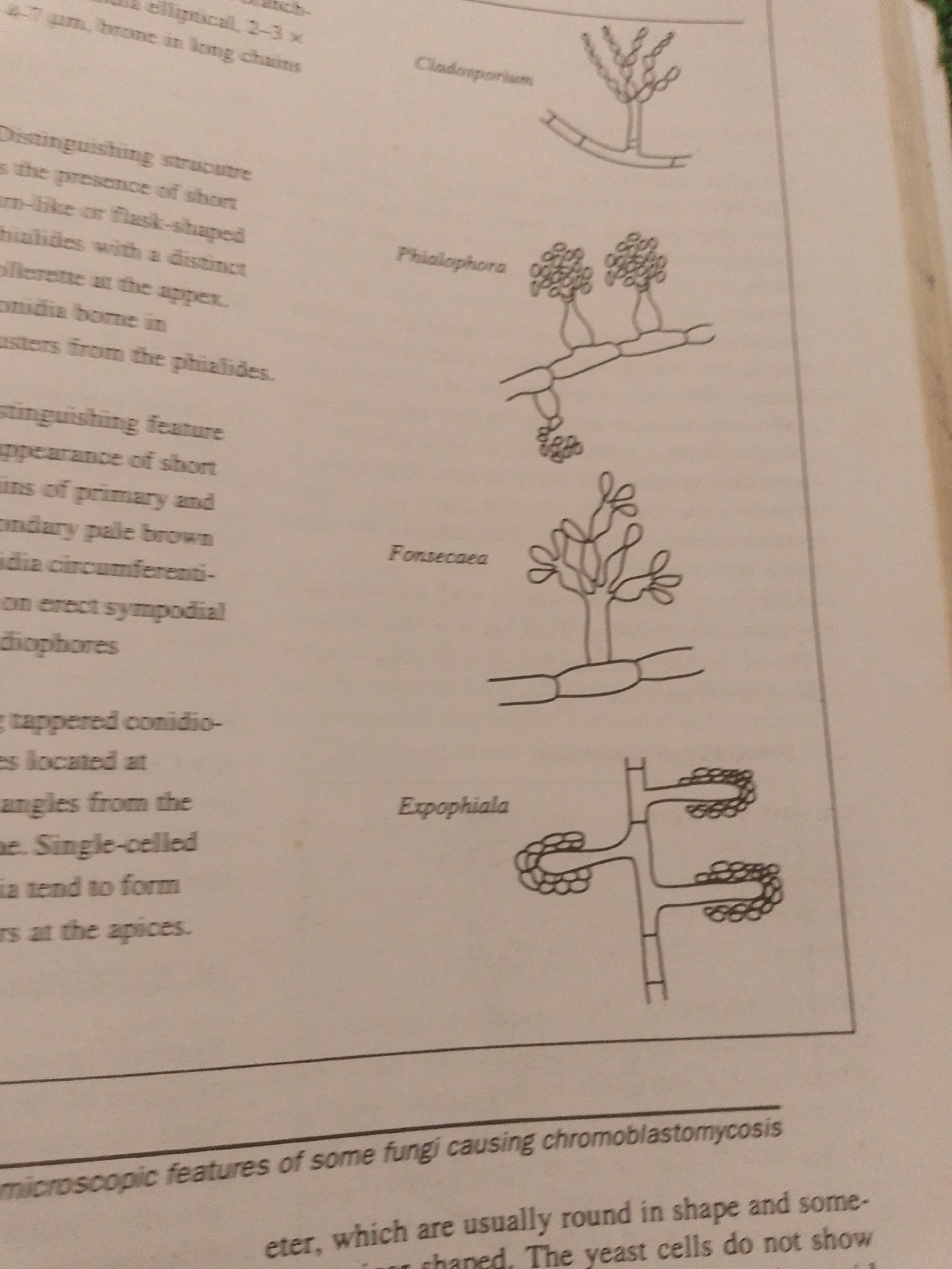 The image is a close-up, slightly angled shot of an open book, showing a page with text and accompanying illustrations. The page appears to be from a biology or mycology textbook, focusing on microscopic features of fungi.
The subjects are the text and line drawings of fungal structures. The text discusses distinguishing features of fungi, likely related to conidia and phialides. Specific terms like "Cladosporium," "Phialophora," "Fonsecaea," and "Exophiala" are visible, along with descriptions of their morphology. The illustrations depict stylized representations of these fungi, showing hyphae, conidiophores, and conidia in different arrangements.
There is no discernible activity or event taking place, as it is a static image of a book.
Notable details include the black and white line drawings, which are clear and detailed. The text is in English. There are no visual cues about the time of day, weather, or specific emotions. The setting is implied to be an academic or research environment due to the nature of the content. The overall impression is one of scientific illustration and textual information.