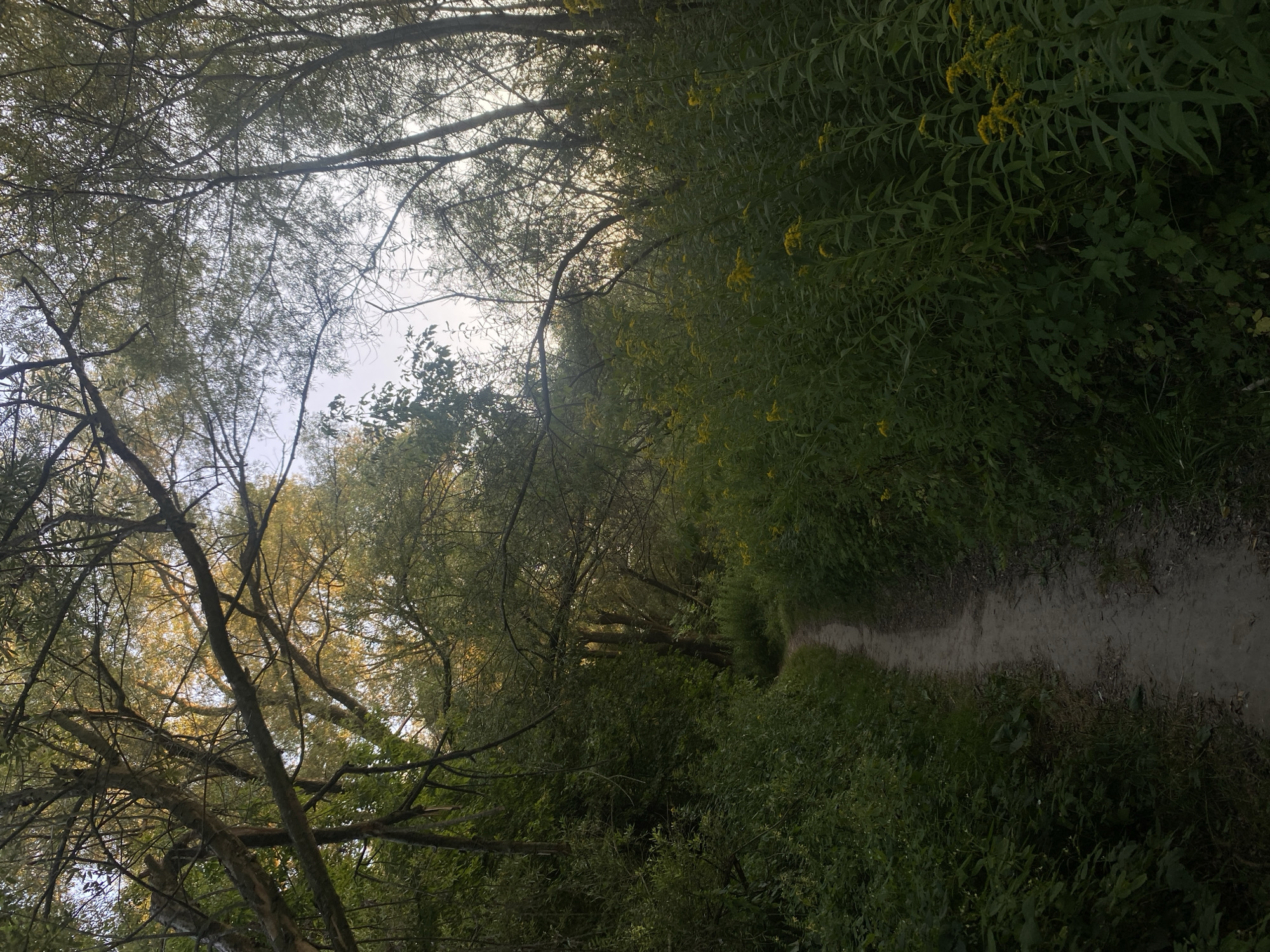 The image depicts a narrow dirt path winding through a dense, green forest with tall trees arching overhead. The path is flanked on either side by lush vegetation, including tall stalks of yellow wildflowers. Sunlight filters through the leaves, creating dappled patterns on the ground and illuminating parts of the foliage. The overall scene evokes a sense of natural tranquility and seclusion. The location of this scene is likely within the forested areas surrounding Nowy Sącz, Poland, possibly along one of the numerous walking or hiking trails that meander through the local natural reserves or parks.