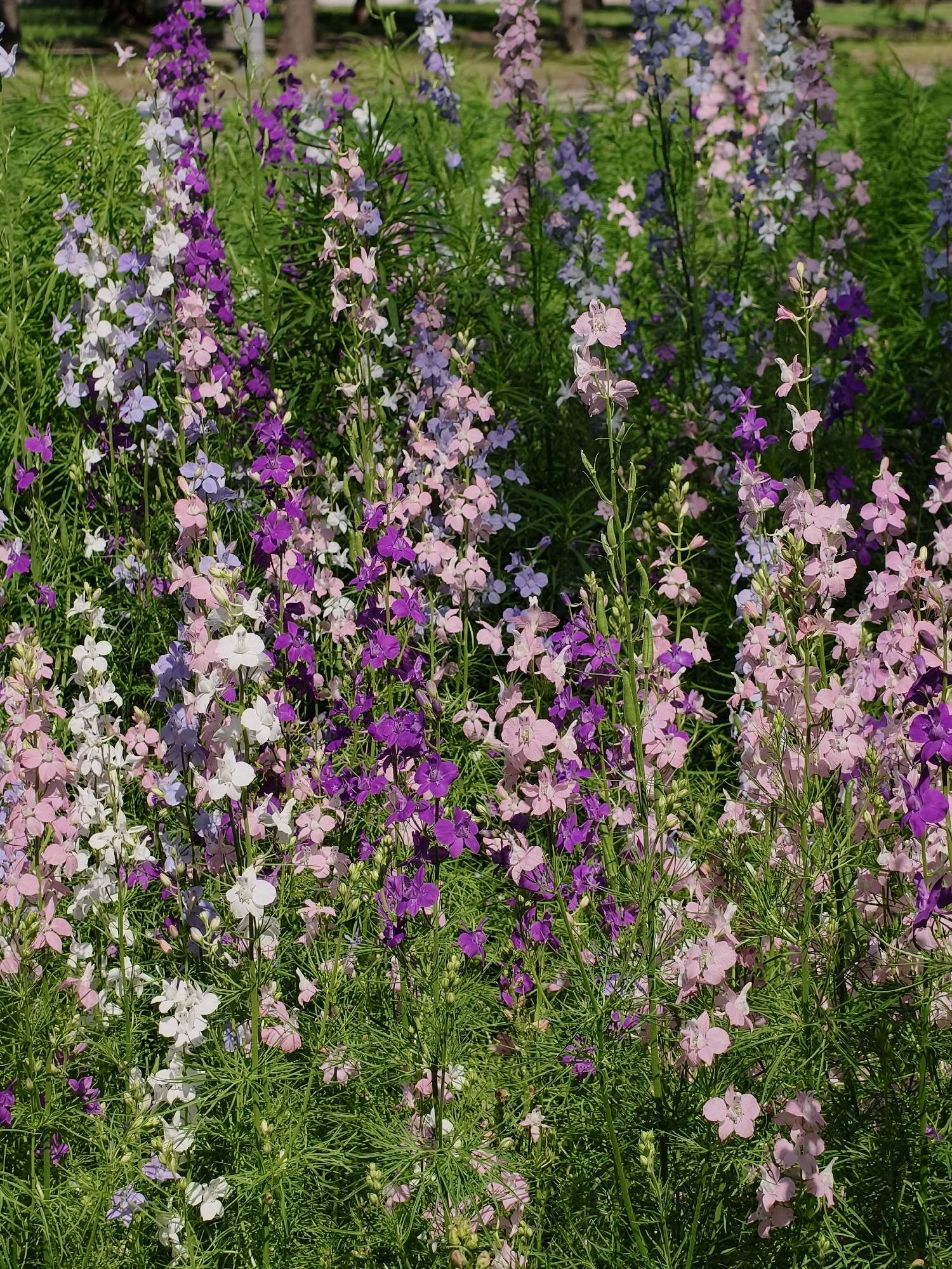 The image displays a close-up view of a flowerbed filled with a variety of delphiniums in shades of white, pale pink, lavender, and deep purple. The flowers are arranged in dense clusters along tall, slender stems, interspersed with lush green foliage. The background is softly blurred, suggesting an outdoor setting with trees visible in the distance, possibly in a park or garden. The lighting indicates a bright, sunny day. There are no people or animals present in the frame. The location is identified as the city of Kryvyi Rih, Ukraine.