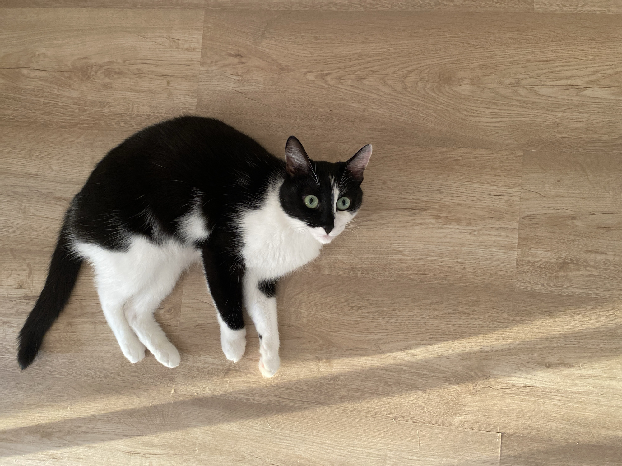 A black and white cat is lying on a light brown wood-grain floor. The cat is positioned in the upper left quadrant of the image and faces the viewer, with its green eyes looking directly at the camera. The cat's tail extends to the left, while its front paws stretch toward the lower center of the frame. Sunlight falls across the lower right quadrant of the floor. The location is not discernible from the image.