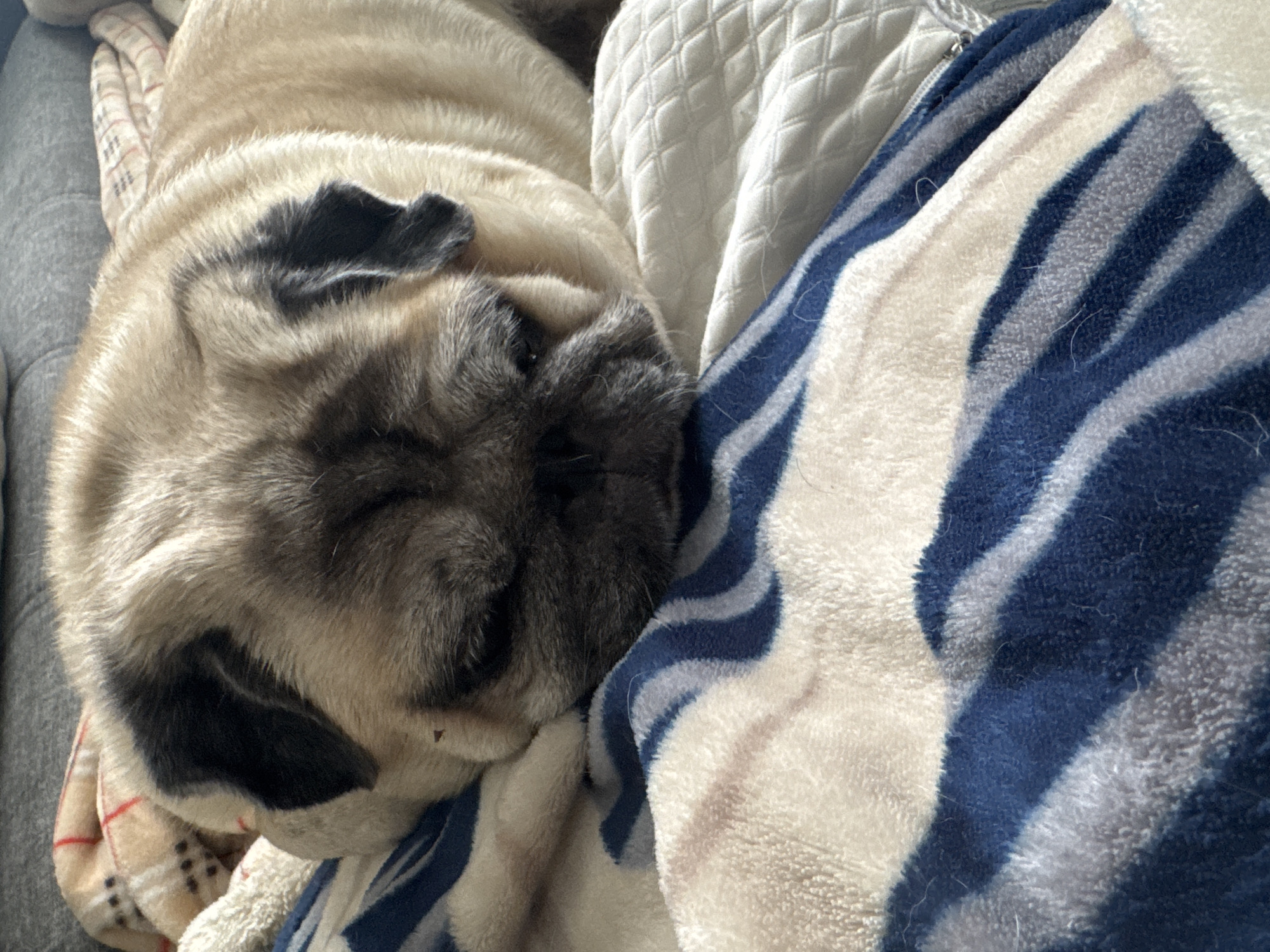 A close-up, overhead shot captures a pug dog sleeping peacefully on a bed. The pug is light tan with black markings on its face and ears. It is nestled into a collection of blankets. The blankets in the foreground are plush and feature a pattern of blue and off-white stripes. Behind the pug, a cream-colored quilted blanket and a grey upholstered surface are visible. The overall impression is one of comfort and relaxation. There are no indications of the location being in Bishkek City, Kyrgyzstan.