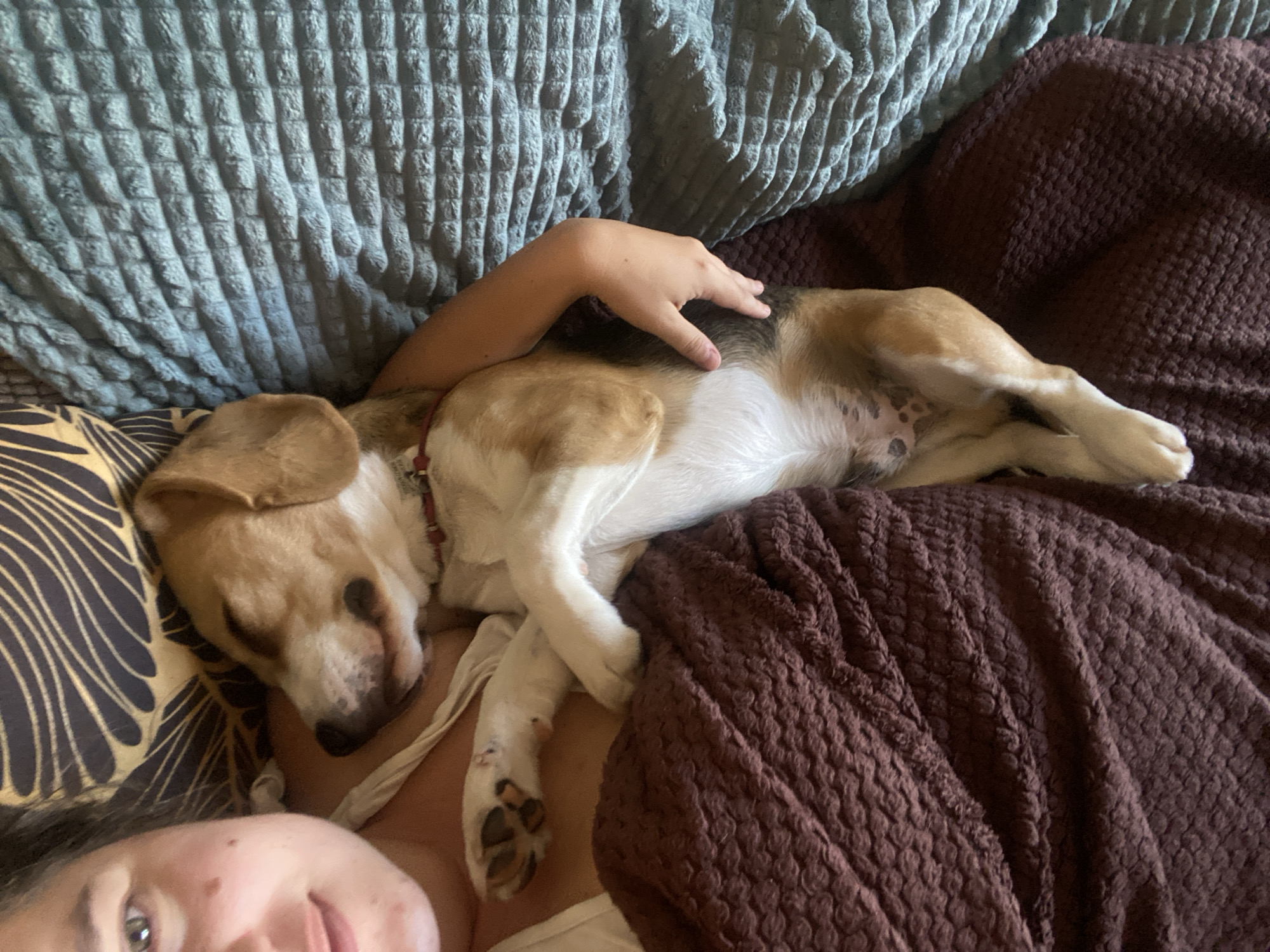 A person and a beagle are lying together on a bed. The person's left side is visible, with their face in the upper left corner of the frame. They appear to be looking at the camera and smiling. The beagle is sleeping, curled up on the person's chest and abdomen. The dog is wearing a red collar. The bed is covered with a dark brown textured blanket on the left and a teal textured blanket on the right. A patterned pillow is visible behind the person's head. The scene takes place indoors, likely in a bedroom. The location is not specified in the image or prompt.