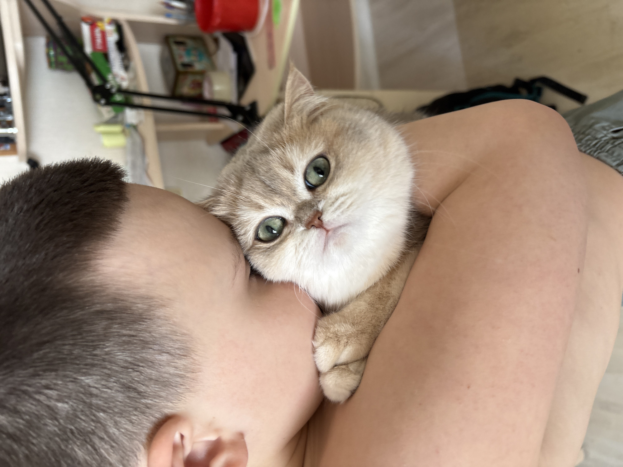 A person with short dark hair is holding a golden chinchilla Persian cat. The cat is snuggling close to the person, its head resting near the person's face and one paw visible. The background includes a desk with various items, including a lamp. The picture may have been taken in Chaikovsky, Russia.