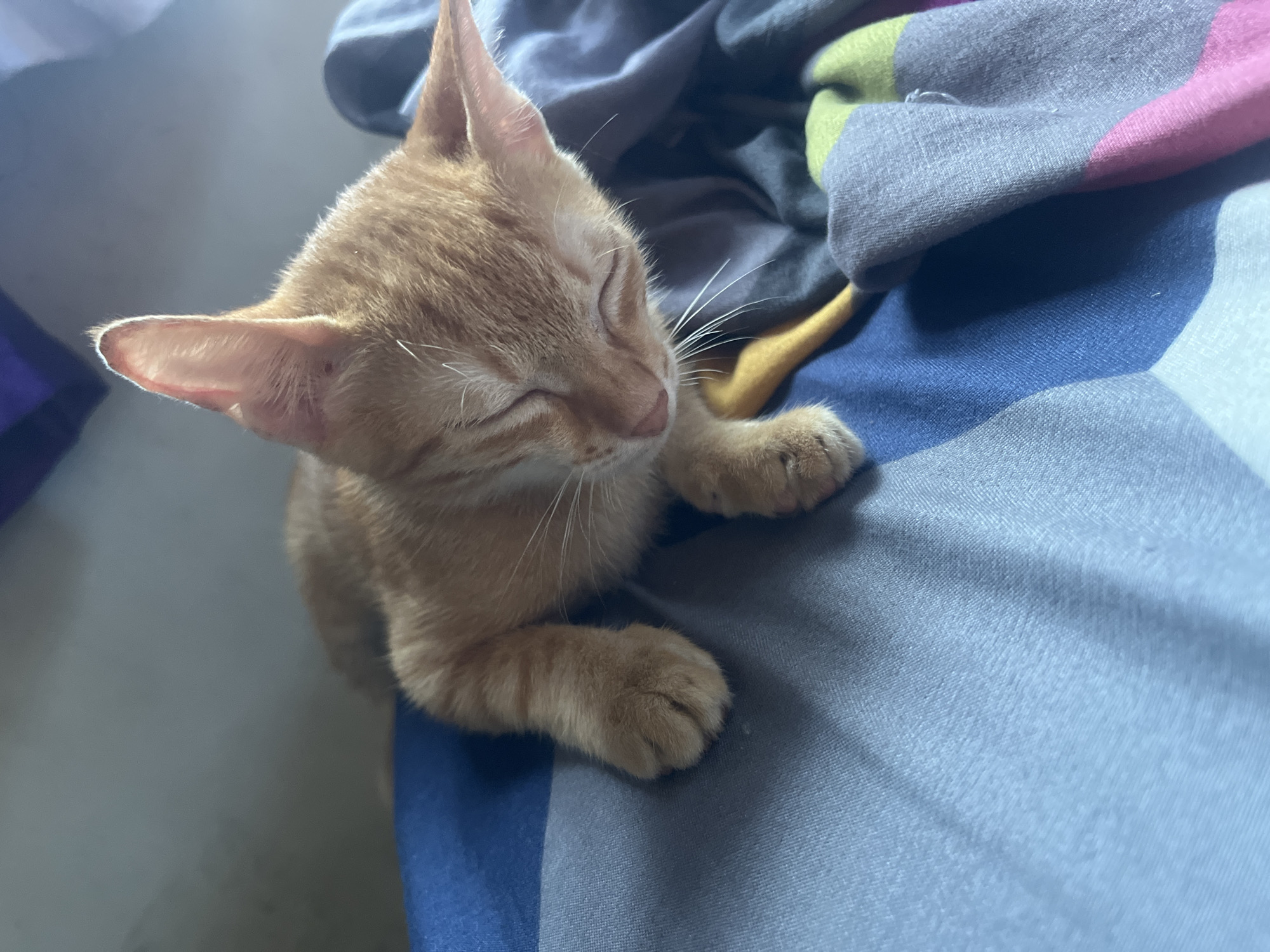 An orange tabby kitten with closed eyes rests on a colorful striped fabric. The kitten's fur is light orange with darker tabby stripes. Its ears are perked, and its whiskers are visible. The fabric beneath the kitten features stripes of blue, gray, yellow, green, and pink. The background is out of focus, showing a wall and some blurred shapes. The scene suggests a domestic setting, likely indoors.