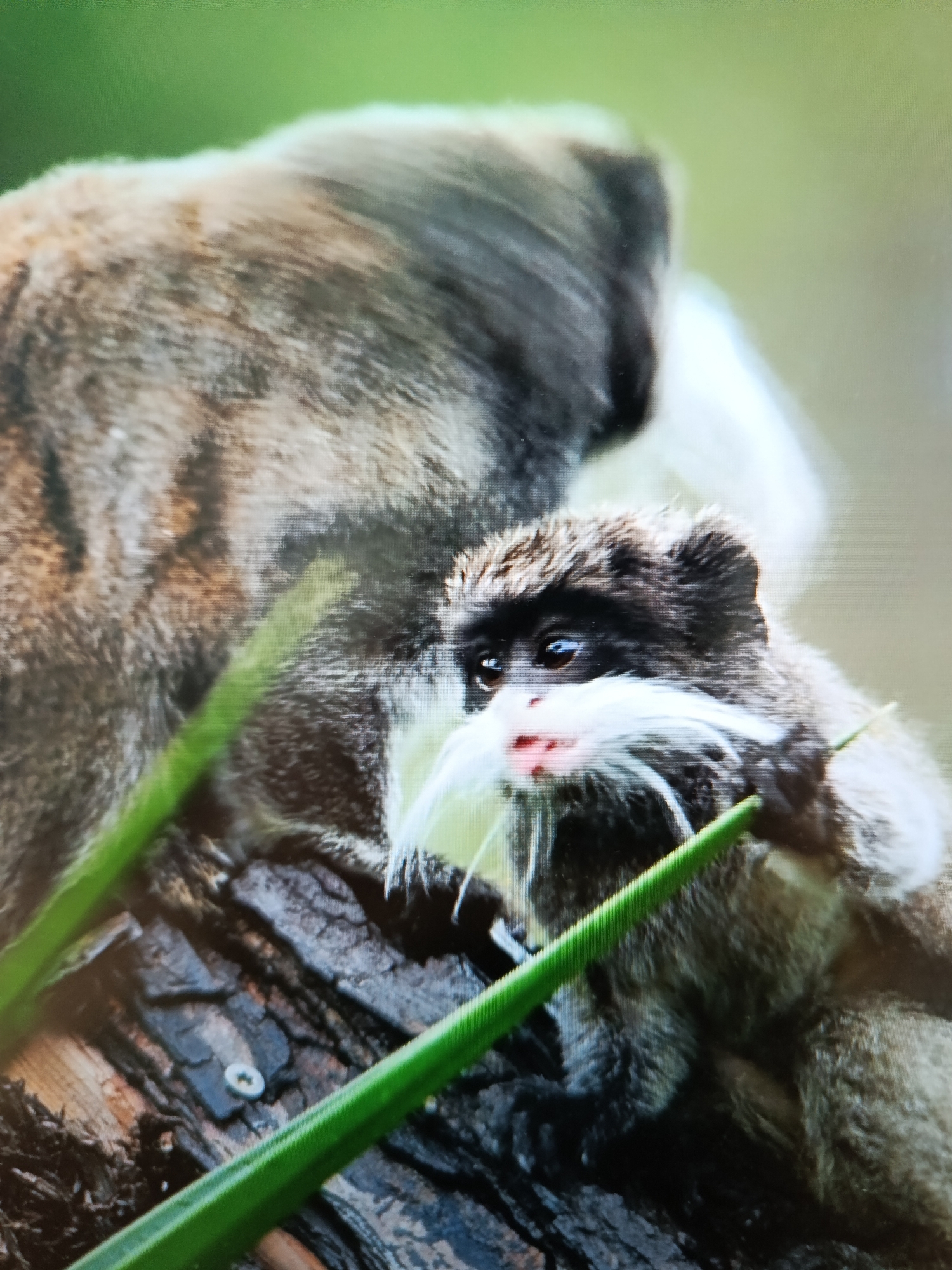 The image shows a close-up of two emperor tamarins, one adult and one juvenile, on a tree. The adult tamarin's back is visible on the left side of the image, and its fur is a mix of brown and gray. The juvenile tamarin is on the right, looking to the left with wide, dark eyes. It has distinctive white whiskers that extend from its muzzle and a pink nose. The juvenile is holding a thin, green stem in its right hand. The background is a blurred green, suggesting foliage. The tamarins are perched on a dark, textured surface that appears to be tree bark, with a small silver screw visible on the bark in the lower left quadrant. The image is taken from a slightly low angle. There is no information about the location in Tashkent, Uzbekistan.