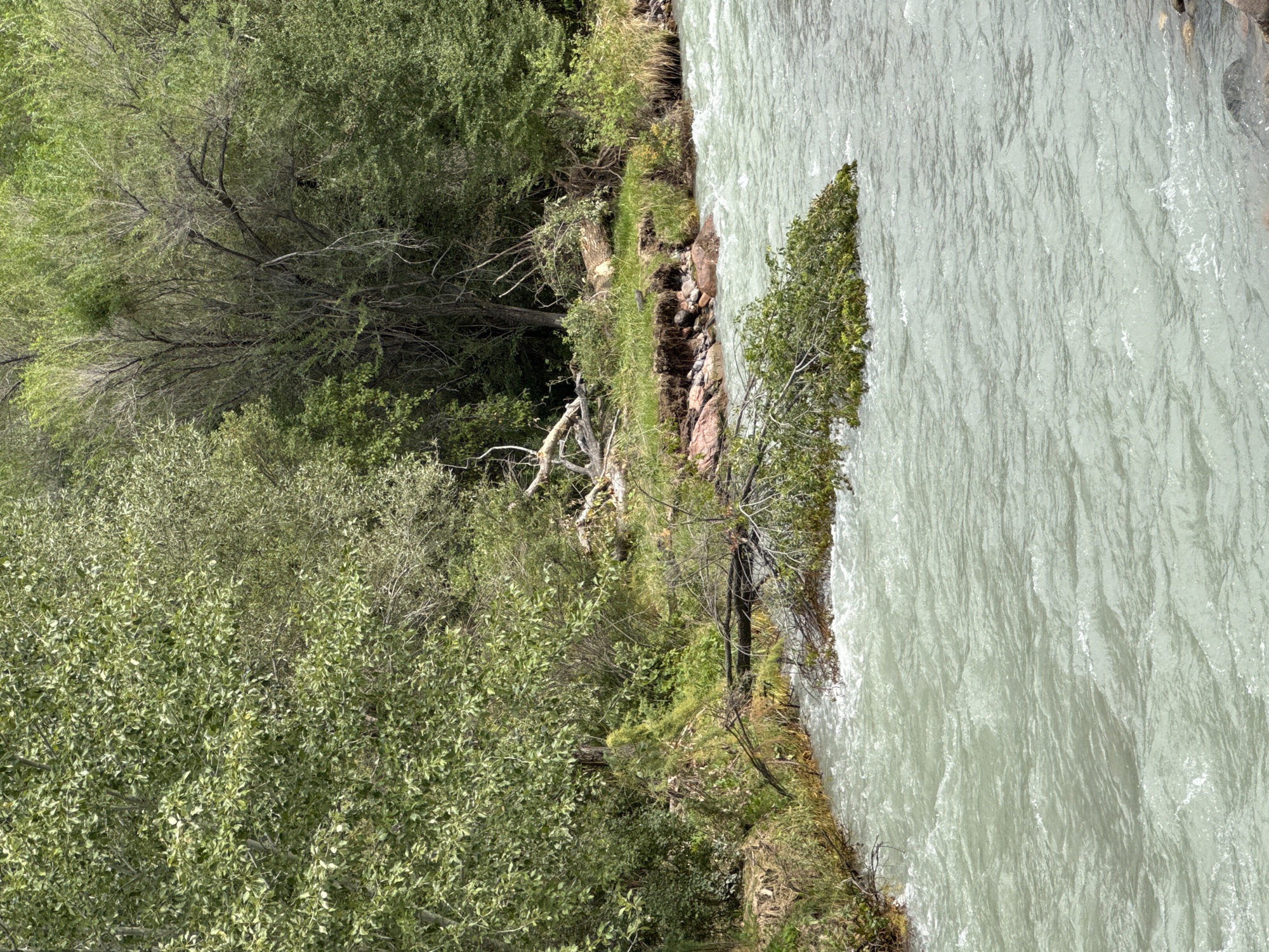The image depicts a turbulent, milky-green river flowing through a lush, densely vegetated area. Trees with abundant green foliage line the riverbanks, with some branches extending over the water. Several fallen trees and debris are visible on the banks and in the river, suggesting a recent natural event or ongoing erosion. The environment appears wild and somewhat untamed, with a focus on natural elements. There are no people or man-made structures immediately apparent. The location is identified as Leskhoz, Kazakhstan.