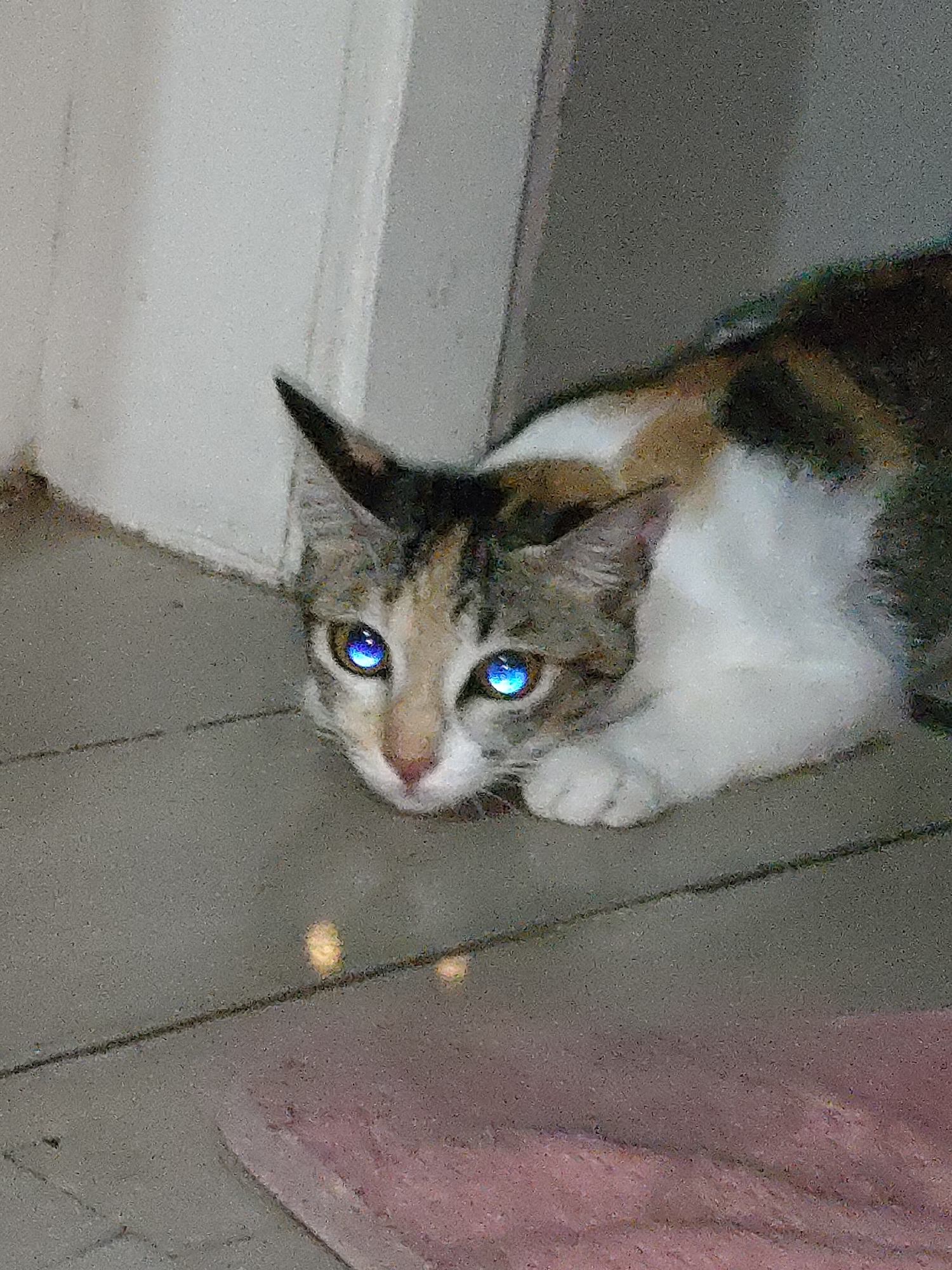 The image shows a calico cat lying on a wooden floor with bright blue eyes. The cat is positioned in the lower half of the frame, facing left. The background consists of a wall with a doorway or opening. The lighting in the scene creates reflections in the cat's eyes, giving them an intense, glowing appearance. The floor appears to be made of wood planks. A pinkish object is partially visible in the lower right corner of the image. The overall scene is indoors, and the environment appears to be domestic.