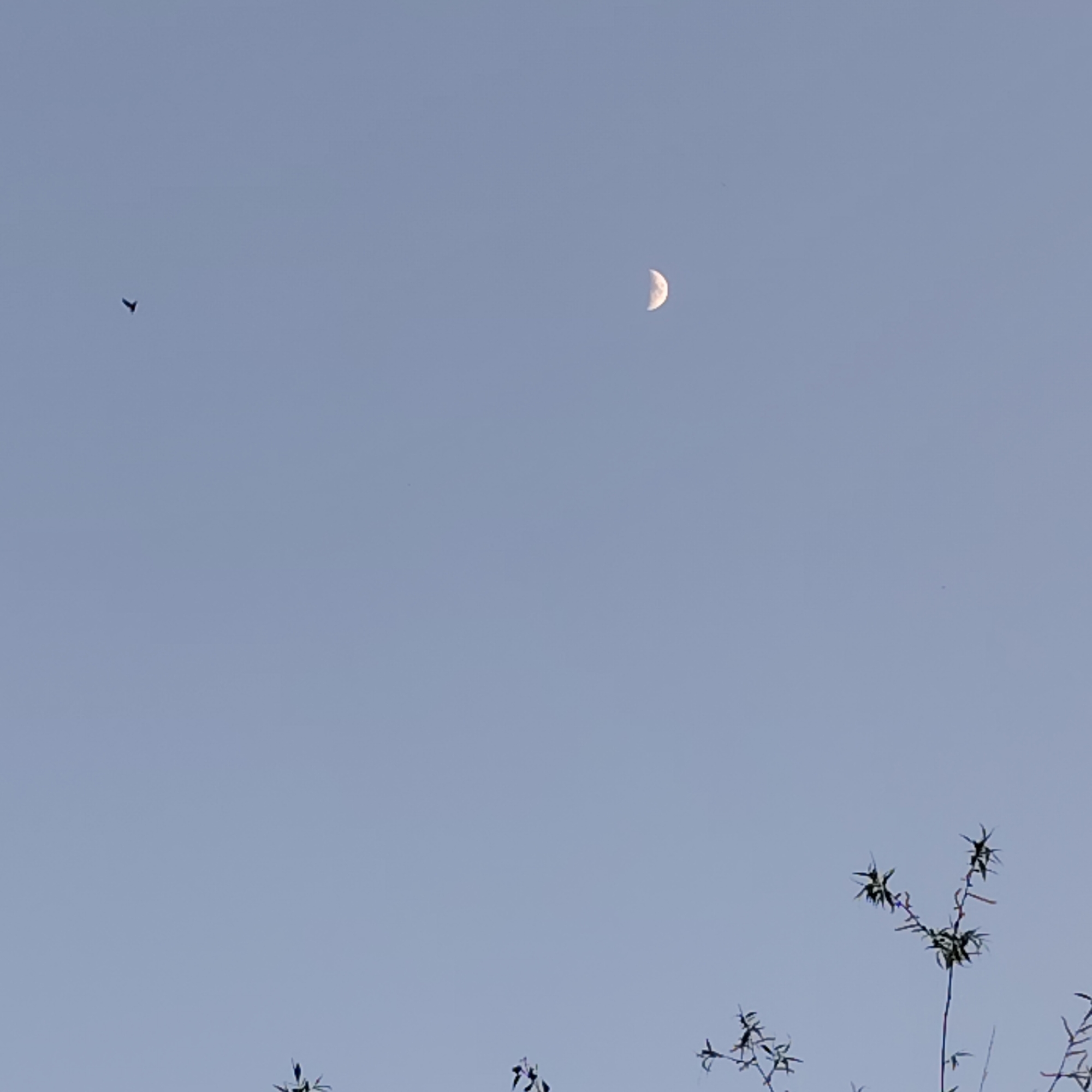 The image depicts a pale blue sky in Riga, Latvia. A crescent moon is visible in the upper right quadrant. A bird is flying in the upper left quadrant. In the lower portion of the image are tree branches.