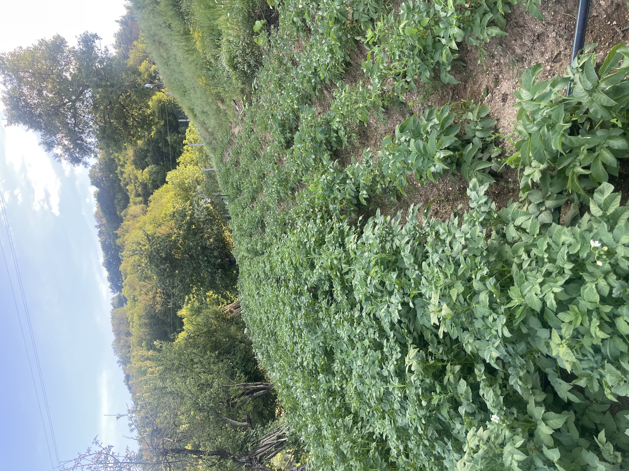 A sloped agricultural field is depicted with rows of healthy, green potato plants. The plants are leafy and appear to be in a mature growth stage, with some small white flowers visible. The soil between the rows is dry and visible, indicating a cultivation area. In the background, the field slopes upwards towards a densely wooded hillside covered in trees. A large, mature tree stands prominently on the right side of the image, its canopy reaching towards the sky. The sky is a clear blue with a few scattered white clouds. Power lines are visible in the upper portion of the image, stretching across the sky. The overall impression is of a rural, agricultural setting, likely in a mountainous or hilly region. The specific location of Zlatograd, Bulgaria, is noted as the context for this scene, suggesting it is a view of farmland in or near this Bulgarian city.