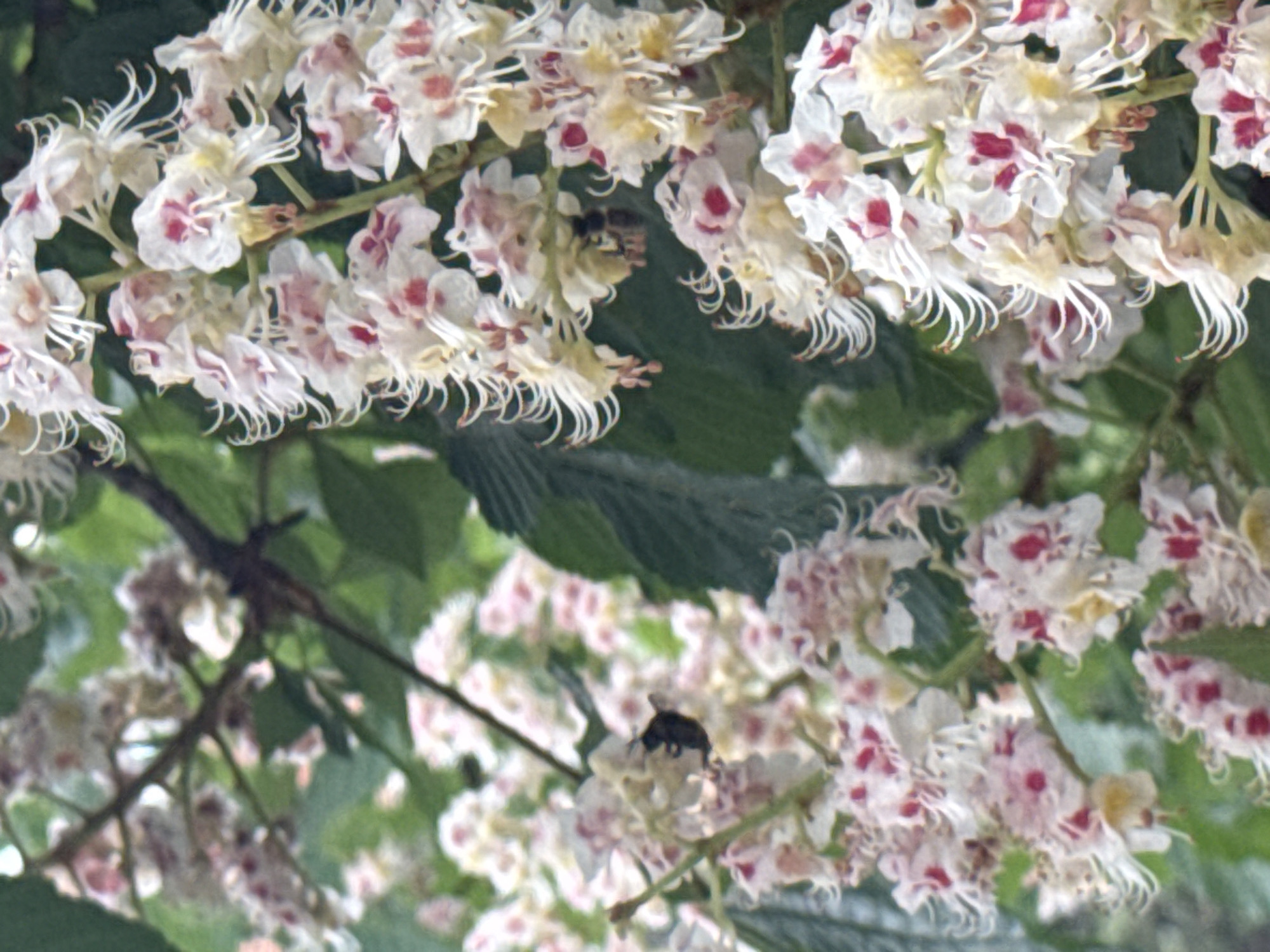 The image depicts clusters of white flowers with red spots, possibly horse chestnuts in bloom, amidst green leaves and branches. Two bees are visible, one near the top center and another at the bottom center, interacting with the flowers. The location, Asenovgrad, Bulgaria, is assumed based on the request.