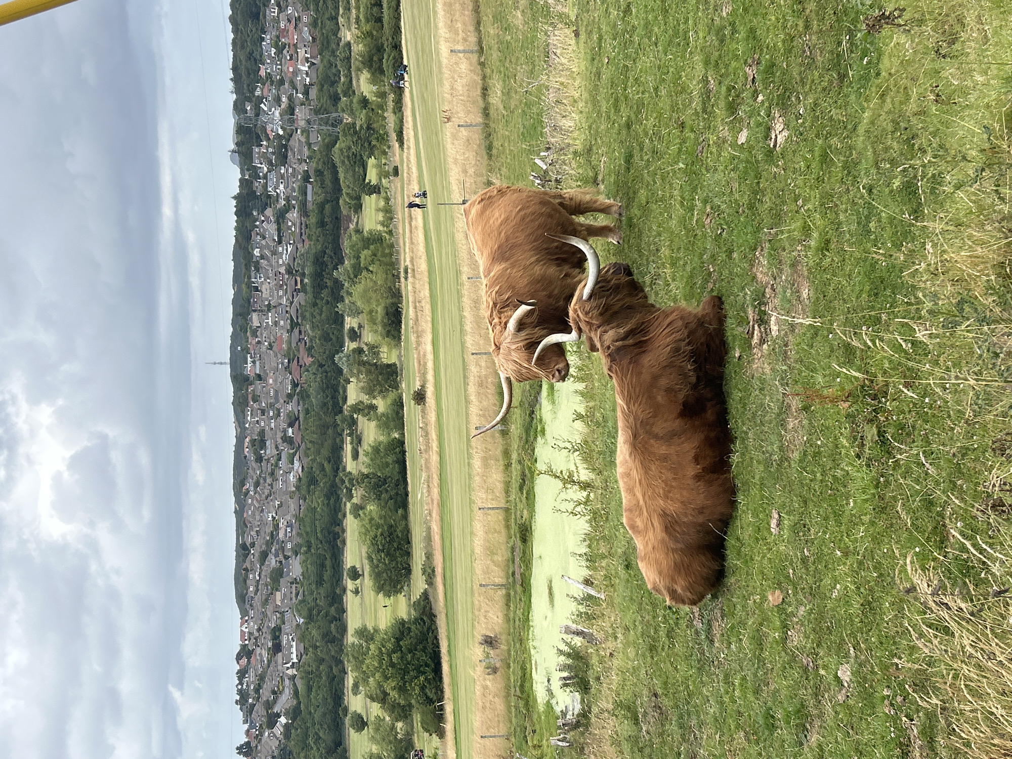 Two Highland cattle are in a grassy field. One cow is lying down in the foreground, and another is standing behind it. Both have long, shaggy brown fur and large, curved horns. In the middle ground, there is a small pond covered in green algae, and further beyond that, a golf course with several people playing. In the background, there is a densely populated residential area with numerous houses, nestled against a backdrop of green hills under a cloudy sky. The location is in the city of Edinburgh, United Kingdom.