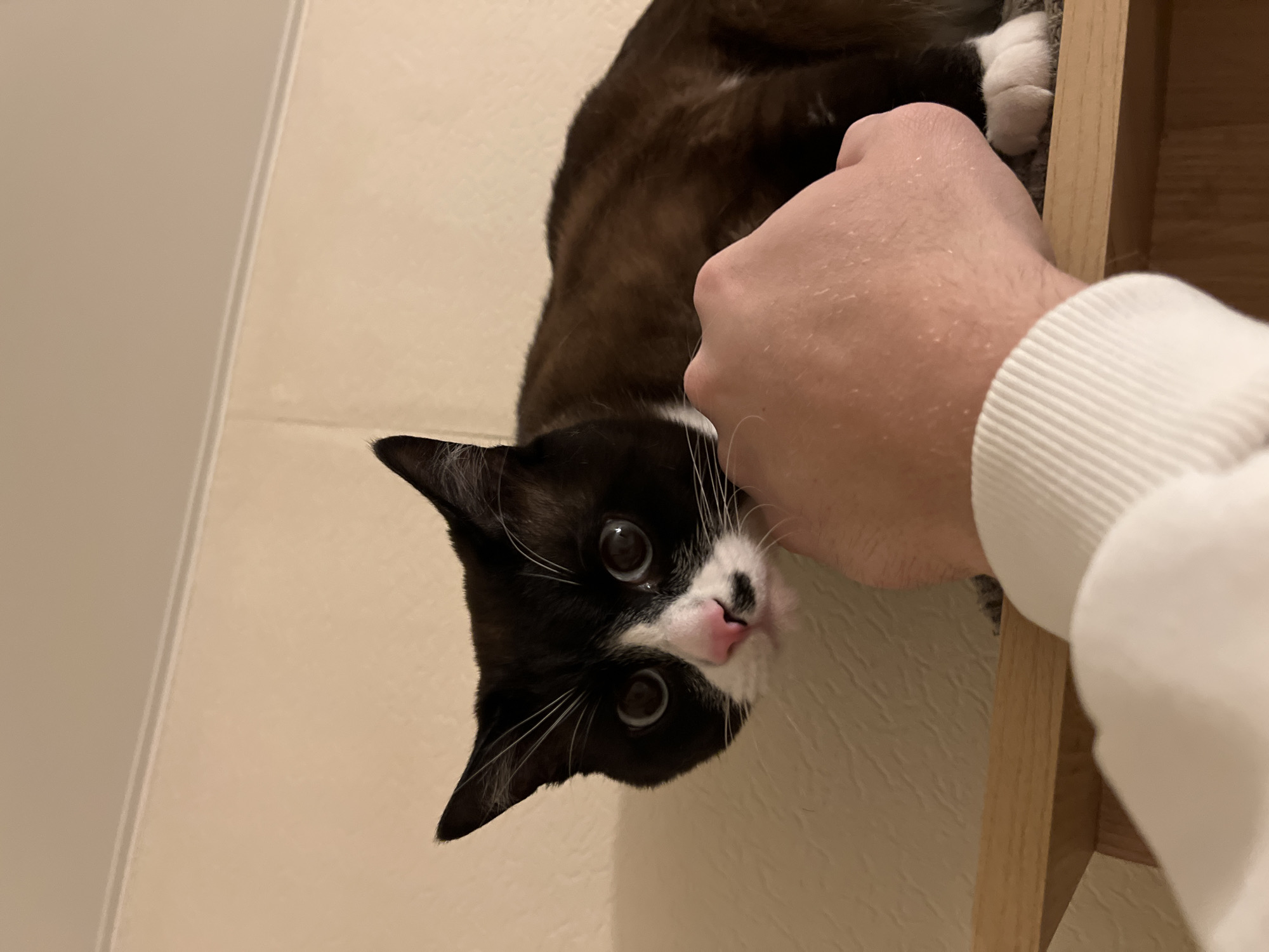 A close-up, vertically oriented indoor photograph captures a black and white tuxedo cat interacting with a human hand. The cat's head dominates the left-center of the frame, featuring wide, dark eyes that gaze directly at the viewer, and a small pink tongue slightly extended from its mouth. Its fur is black with distinctive white markings on its muzzle, chin, and chest, along with prominent white whiskers.
A human's fair-skinned hand, partially covered by the ribbed cuff of a white long-sleeved garment, extends from the right side of the image, appearing to gently hold or pet the cat's head or neck area. A white paw of the cat is visible near the human's hand.
The background consists primarily of a light, possibly beige or off-white, textured wall. On the far right, a section of a vertical wooden structure, likely part of a shelf or furniture, is visible. The lighting is soft and even, suggesting an indoor environment with ambient light. The cat's wide-eyed expression and slightly extended tongue convey a sense of curiosity, playfulness, or surprise during the interaction. No visible text is present in the image. The setting is indoors, contextually located in Noviy, Russia.