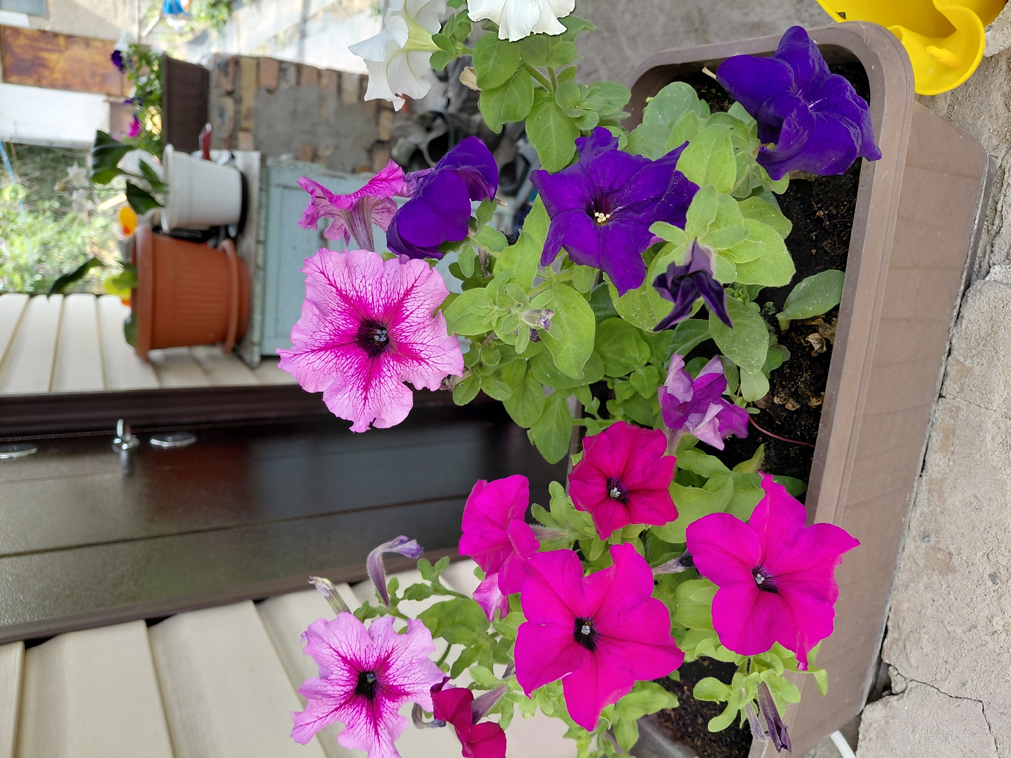 In Qarağandı city administration, Kazakhstan, a close-up shot focuses on a brown planter box filled with vibrant petunias. The flowers display a variety of colors, including bright pink, deep purple, and light pink with dark veins. They are interspersed with green foliage. The planter box rests on a cracked concrete surface. In the background, a light-colored wall with horizontal siding is visible, along with a dark brown door with silver hardware. Beyond the door, a blurred background suggests an outdoor setting with more greenery and pots of plants, including a terra cotta pot and a white pot. A bright yellow object is partially visible in the lower right corner of the image.