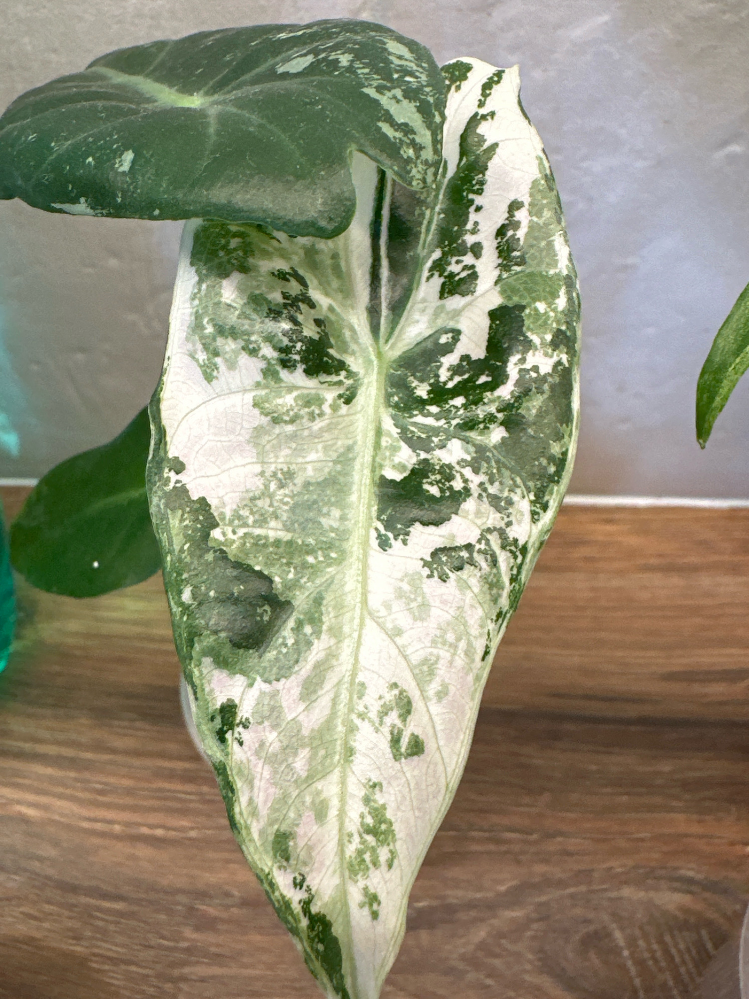 The image shows a close-up of a variegated plant leaf with patches of white and green. The leaf is large and heart-shaped, with prominent veins. There are other green leaves visible in the background, as well as a wooden surface and a gray wall. The lighting is bright and natural. This image was taken in Vidnoye, Russia.