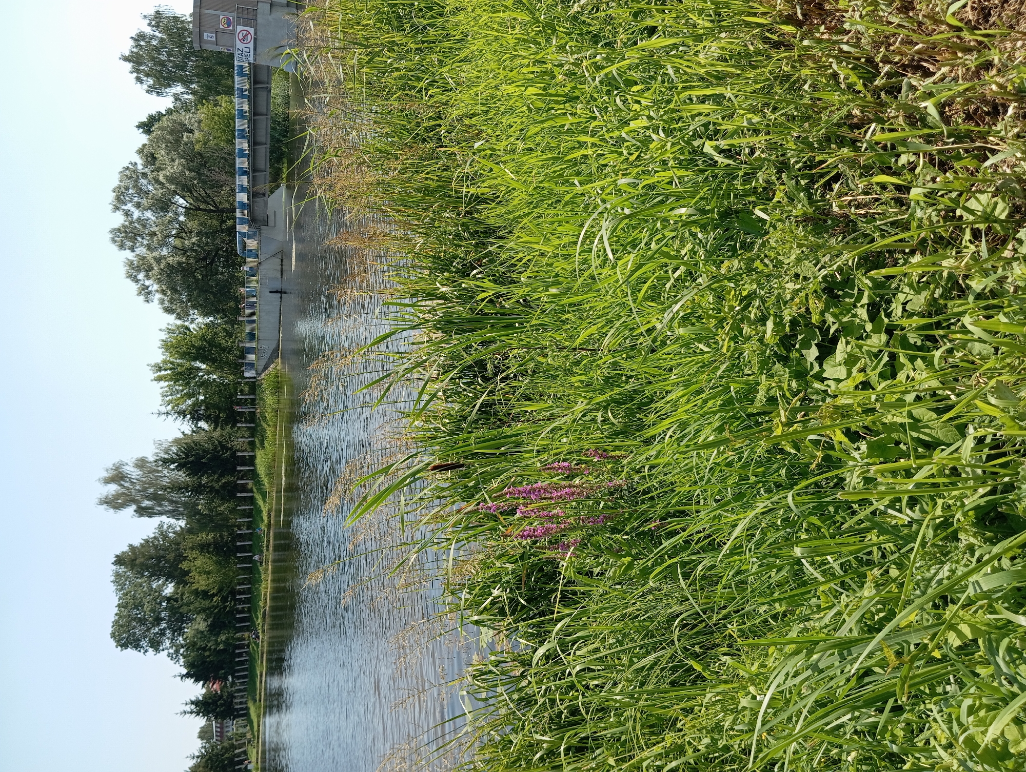 The image captures a waterfront scene in Wasilków, Poland, likely during daylight hours given the bright illumination and clear sky. The foreground is dominated by a dense growth of lush green grass and reeds, with a few stalks of dried grass and some purple wildflowers interspersed. The water's surface is calm and reflects the sky and surrounding greenery.
In the middle ground, a concrete bridge spans the water, featuring a blue and white striped railing along its edge. A building structure, possibly part of the bridge's infrastructure or a small facility, is visible on the right side of the bridge, with a sign featuring international symbols and text. A few individuals appear to be standing on the bridge, though they are small and indistinct due to the distance.
The background consists of a line of mature trees, varying in type and size, forming a natural boundary beyond the water. The sky above is a clear, pale blue, indicating fair weather. The overall impression is a serene, natural landscape adjacent to a man-made structure, likely a public area given the presence of the bridge and the individuals.