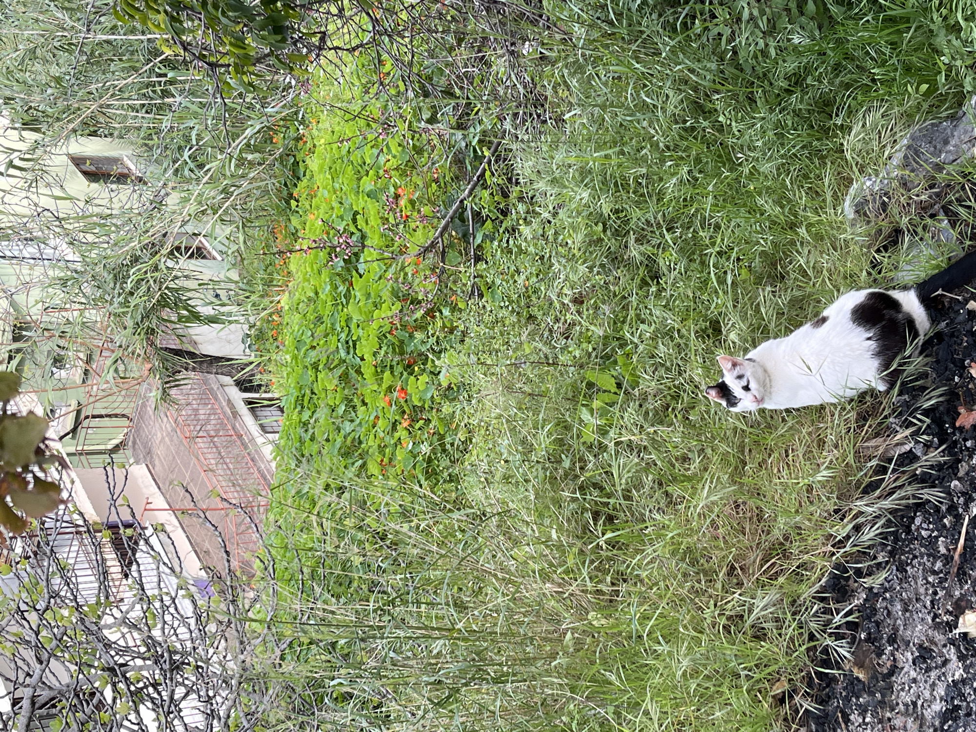 A black and white cat is in a grassy area. A building is partially visible in the background. The location is Alanya, Turkey.