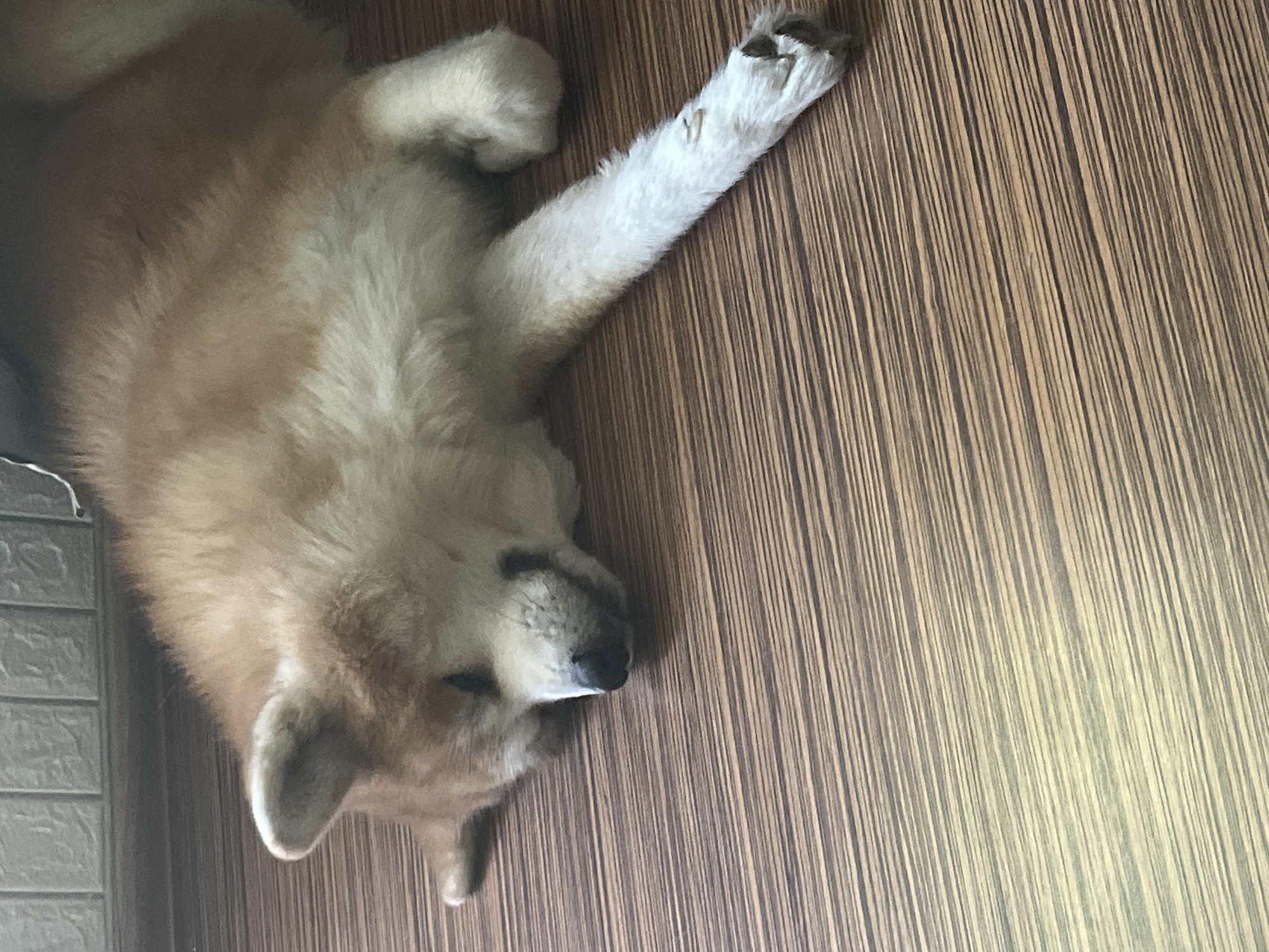 A medium shot shows an Akita dog sleeping on a wooden floor. The dog is facing to the left with its head resting on the floor. Its eyes are closed, and its mouth is slightly open. The dog's fur is a mix of tan and white. The wooden floor has a striped pattern. In the background, there is a wall with a textured surface. The image appears to be taken indoors, likely in a residential setting in Minsk, Belarus.