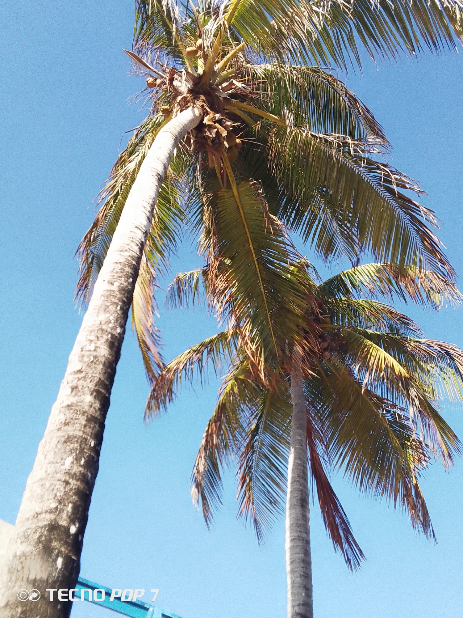 This upward-facing photograph captures two prominent palm trees against a brilliant, cloudless blue sky. The image is taken from a low angle, emphasizing the towering height and distinct trunks of the trees.
The palm tree on the left is particularly striking due to its noticeable curvature, its trunk arching gracefully towards the center of the frame before its fronds fan out. Several coconuts are visible clustered among the fronds of this tree. The trunk itself is rough-textured and light-colored, showing some white spots or markings.
The second palm tree, positioned towards the right side of the frame, has a straighter trunk, though its full height isn't entirely visible. Its fronds, like those of the first tree, are a mix of vibrant green and some dried, brownish-yellow tips, indicating natural wear or sun exposure. The sunlight is strong, suggesting a clear, bright day.
The setting evokes a tropical or coastal environment, consistent with the specified location of Pedro González, Venezuela. No human activity or other objects are central to the scene, focusing solely on the natural beauty of the palm trees and the expansive sky. The bottom left corner of the image displays a watermark with the text "TECNO POP 7", indicating the device used to capture the photograph.