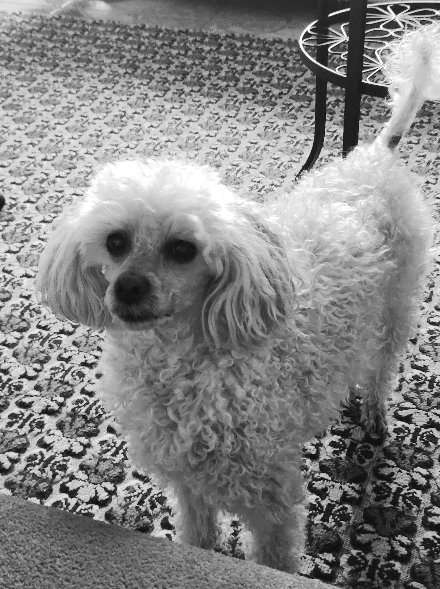 A medium shot in black and white depicts a poodle standing on a carpet with a patterned design. The dog is facing the camera, with its head tilted slightly to the left. The poodle has curly fur and a tail, which is partially visible. The background includes a portion of a table with a decorative metal top, and the patterned carpet extends throughout the visible area.