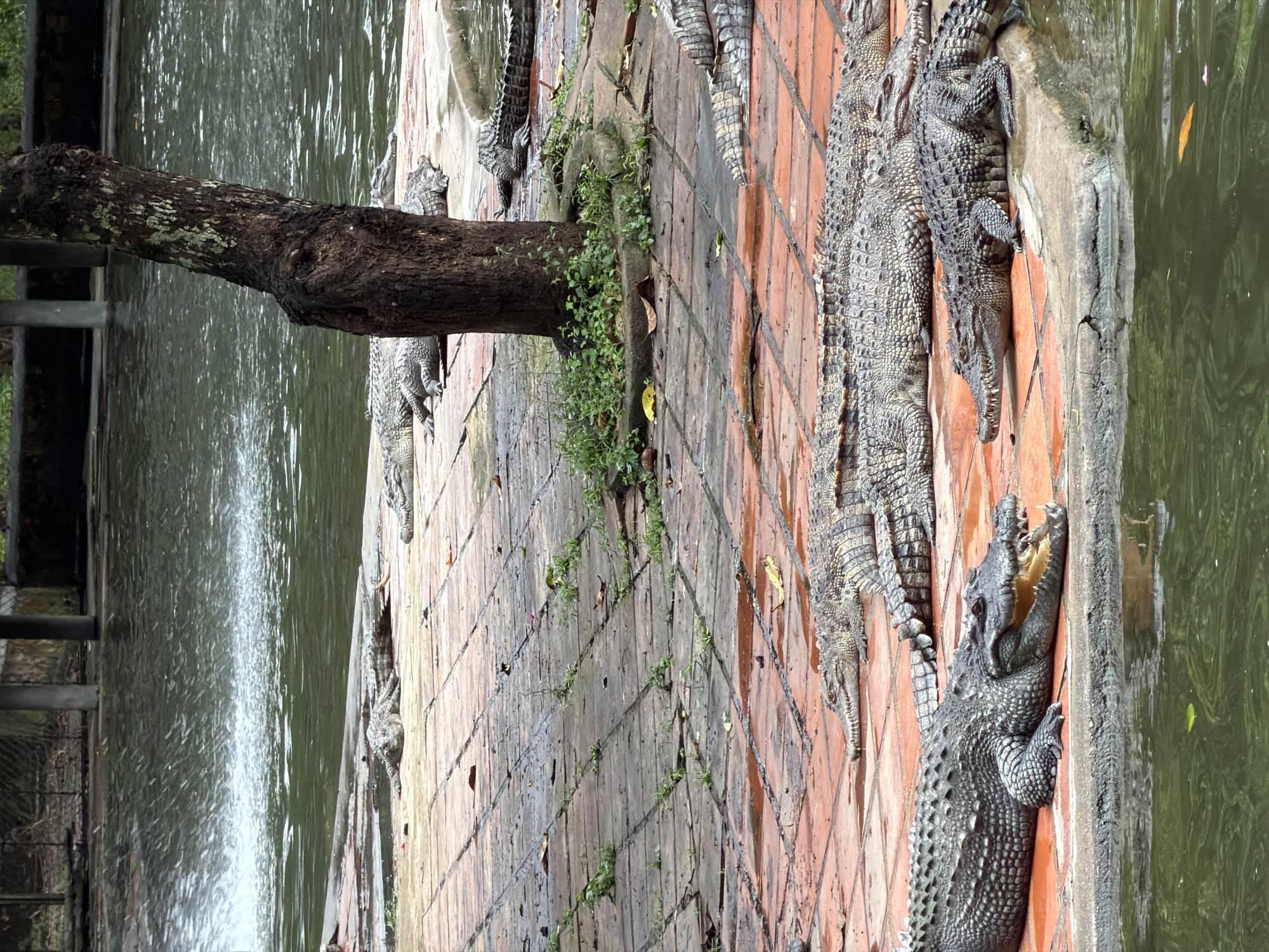 The image depicts a group of crocodiles resting on a brick platform next to a body of water. A tree trunk partially obscures the view of the water. The scene appears to be in Khanh Vinh, Vietnam. One crocodile has its mouth open, while the others are stationary. The overall environment suggests a crocodile farm or enclosure.
