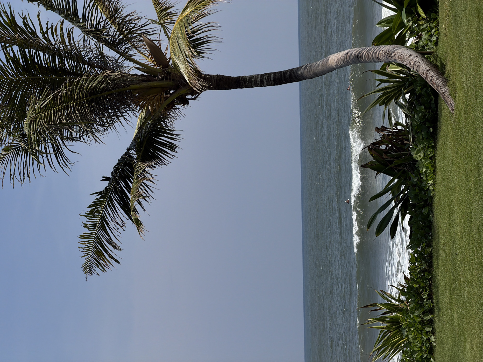 The image depicts a coastal scene in Belalang, Indonesia, observed from a manicured grassy area. A large, curved palm tree, light brown with visible striations, originates from the lower right of the green lawn and extends upwards, its dark green fronds filling the upper right quadrant of the frame. Below the palm tree and spanning the lower left, a dense hedge of tropical foliage with various green plants separates the lawn from the ocean. The ocean occupies the central horizontal band of the image, exhibiting dark blue-green water with visible waves breaking into white foam closer to the shore. Two individuals are present in the ocean: one person, wearing dark clothing, is lying prone on a surfboard positioned to the right of a breaking wave in the mid-distance. A second, smaller, and less distinct dark figure is visible further to the right in the water. The sky above is clear and light blue, meeting the ocean at a distinct horizon line.