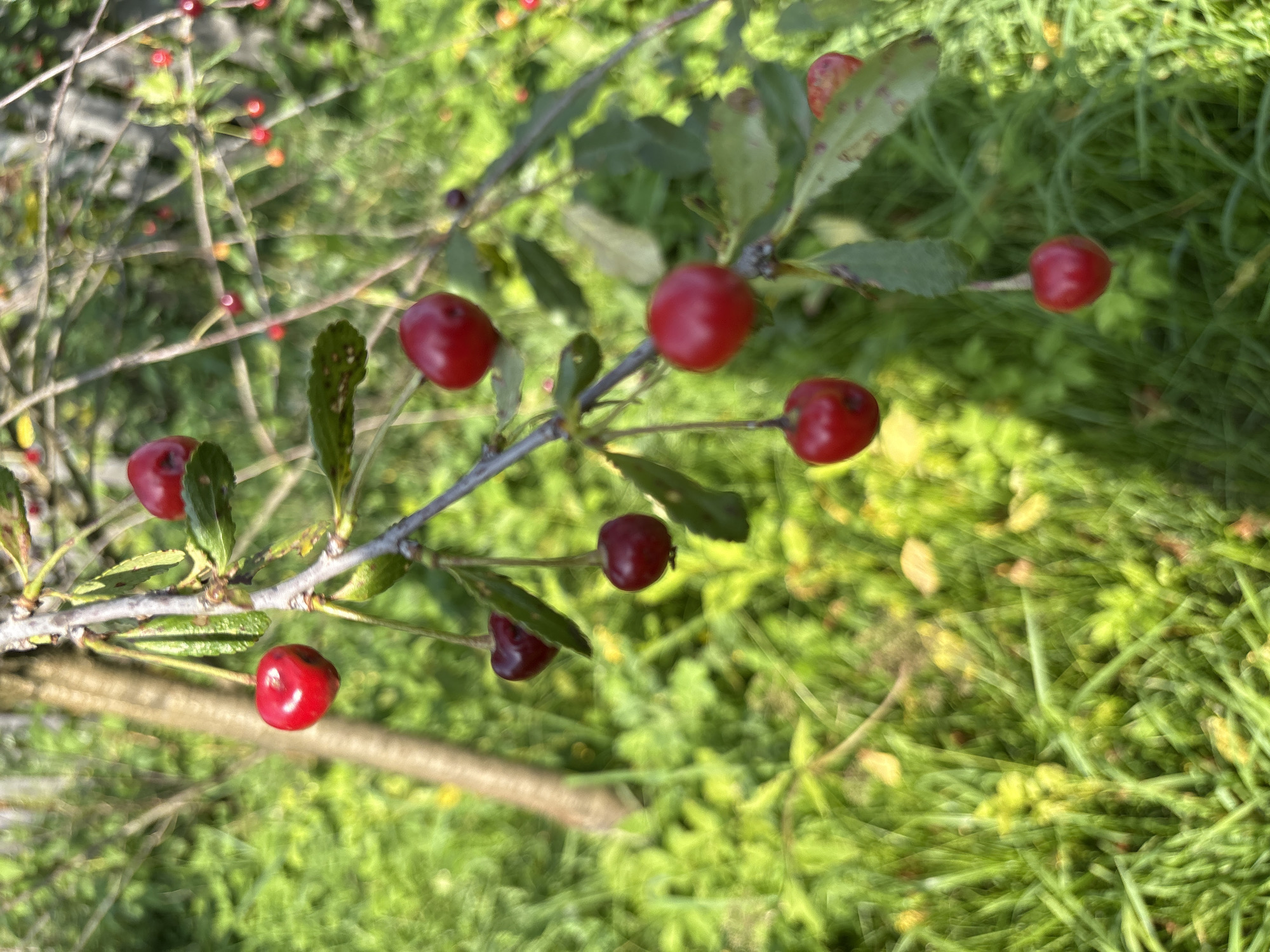 The image shows a close-up of a cherry tree branch with several ripe cherries. The cherries are a deep red color and some are still attached to the stem, while others have fallen. The branch is in focus, with the background appearing blurred, showing green foliage and what seems to be grass. The lighting suggests it's daytime with sunlight filtering through the leaves. There are no people or animals visible in the image. The scene is likely in a natural outdoor setting, possibly a garden or park.