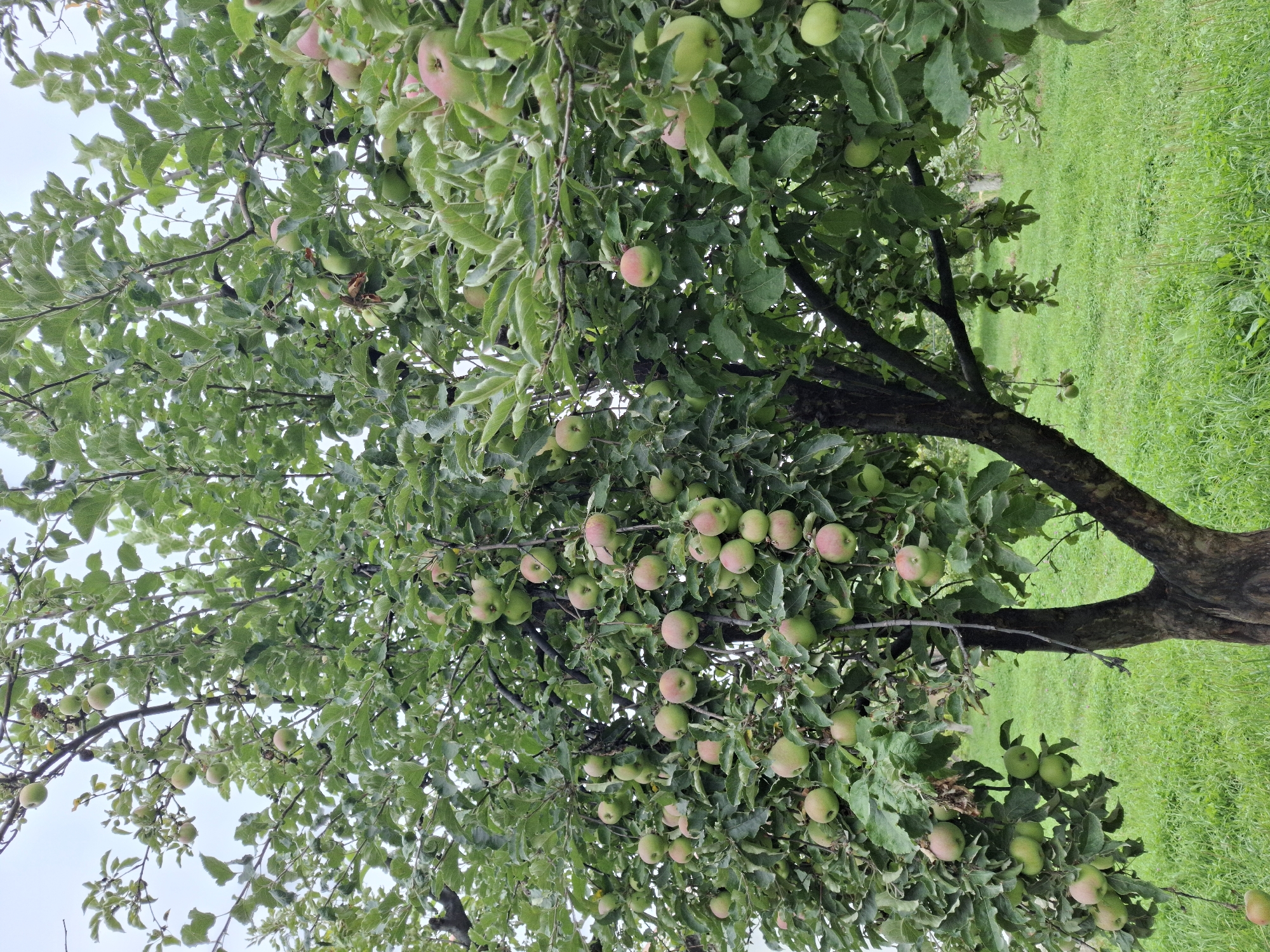 An apple tree is in full bloom with numerous green and red apples hanging from its branches. The tree is set against a background of green grass, suggesting an outdoor orchard or garden setting. The sky is overcast. The image is likely taken in the Jeti-Ögüz region of Kyrgyzstan, known for its agricultural landscapes.