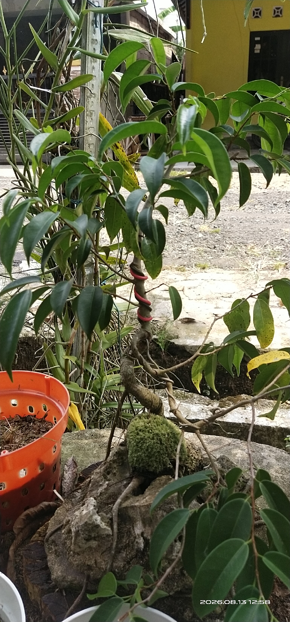 The image depicts a bonsai tree with a twisted trunk wrapped in red wire, situated on a rock formation. The tree has vibrant green leaves and is placed outdoors. In the background, a yellow building and a dirt path are visible, suggesting an outdoor urban or semi-urban environment. The time stamp indicates the photo was taken on August 13, 2026, at 12:58 PM. While the city is mentioned as Matabu, Indonesia, the image itself does not contain any explicit indicators of this specific location.