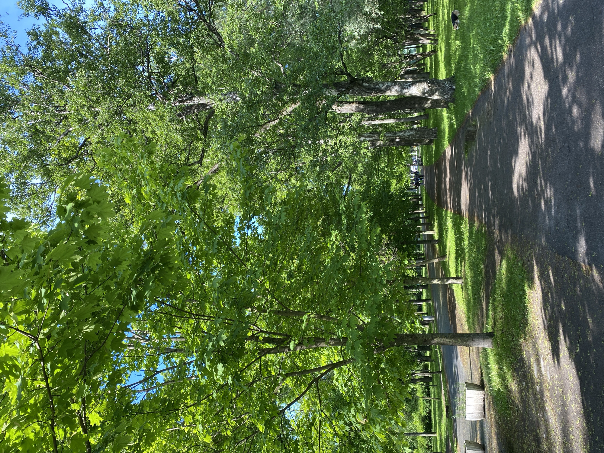 The image depicts a tree-lined path in what appears to be a park or cemetery. The path is made of asphalt, and sunlight filters through the trees, casting shadows on the ground. A row of trees borders the path on one side, while a grassy area and headstones or monuments line the other. A group of people are visible in the distance. Given the location context of Saint Petersburg, Russia, this image likely represents a scene from one of the city's many parks or historic cemeteries. The scene exudes a sense of peace and tranquility, emphasizing the natural beauty of the tree-lined path.