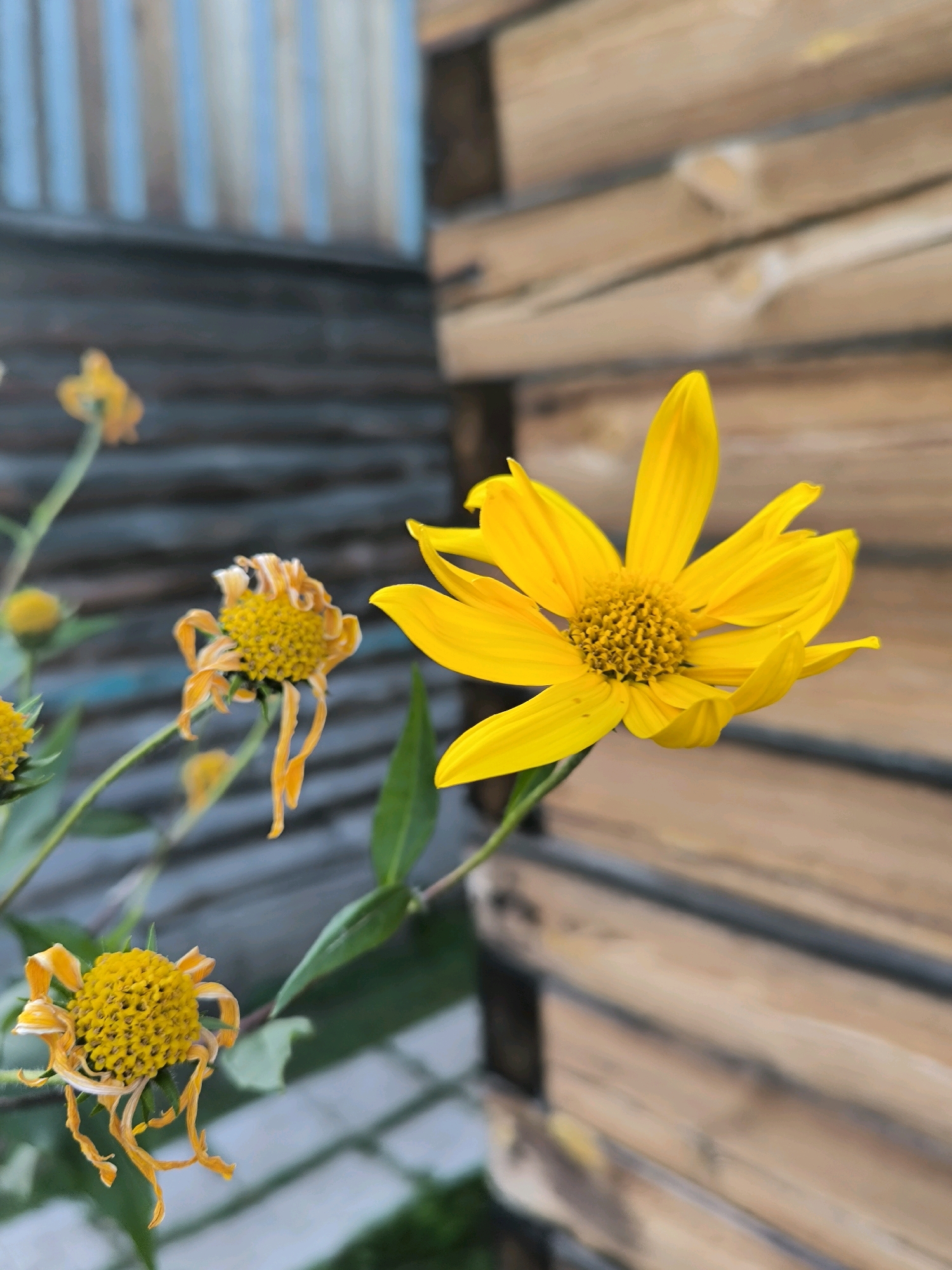 In the city of Maiskii, Russia, this image captures a close-up view of a cluster of yellow flowers, some in bloom and others appearing wilted. The foreground is dominated by a vibrant, fully bloomed yellow flower with delicate petals reaching outwards. Behind it, other yellow flowers are visible, with one in the middle ground appearing somewhat droopy and aged. The background consists of a textured wooden wall, suggesting an outdoor setting. The lighting appears natural, with shadows indicating it's likely daytime. There are no people or animals present in the image. The focus is entirely on the floral subjects and their immediate surroundings.