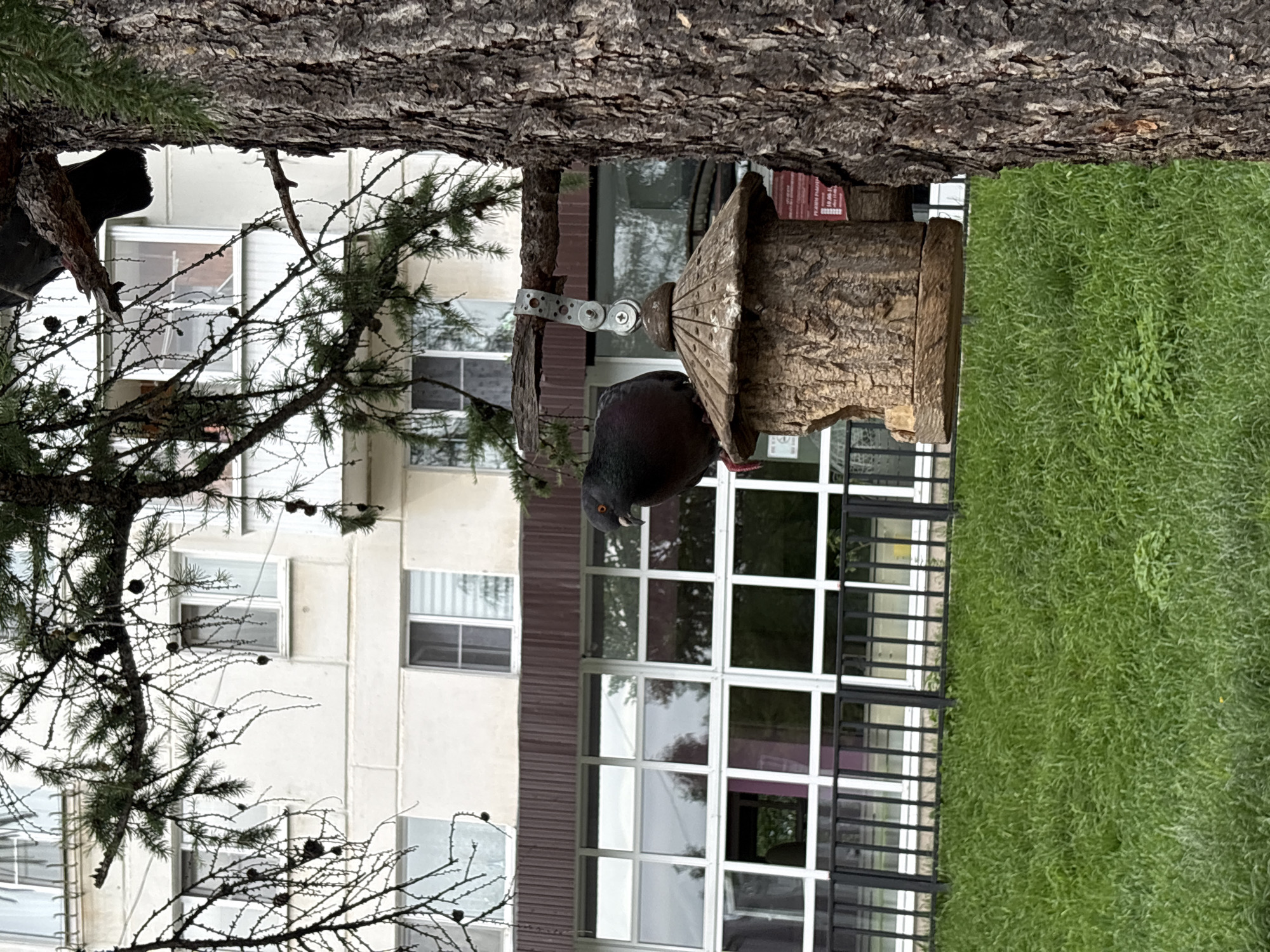 A pigeon is perched on a wooden bird feeder hanging from a tree branch. The bird feeder is made of wood with a textured bark exterior. The tree has rough, dark bark. Behind the tree and feeder is a building with a light-colored facade, brown trim, and large windows. A black metal fence is visible in front of the building, and a grassy slope is in the foreground. The sky is overcast. The scene appears to be in an urban residential area, possibly in Chaikovsky, Russia, given the architectural style and presence of a building typical of Russian apartment blocks. There are no people visible in the image.